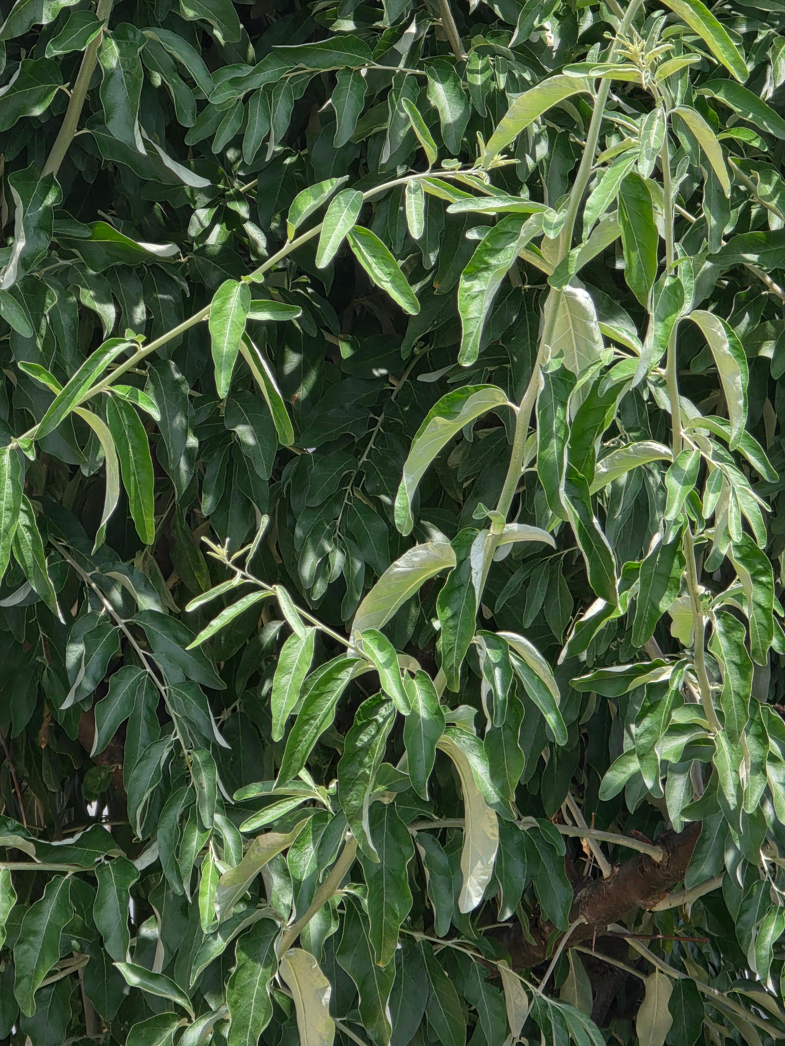 Schmalblättrige Ölweide - Elaeagnus angustifolia