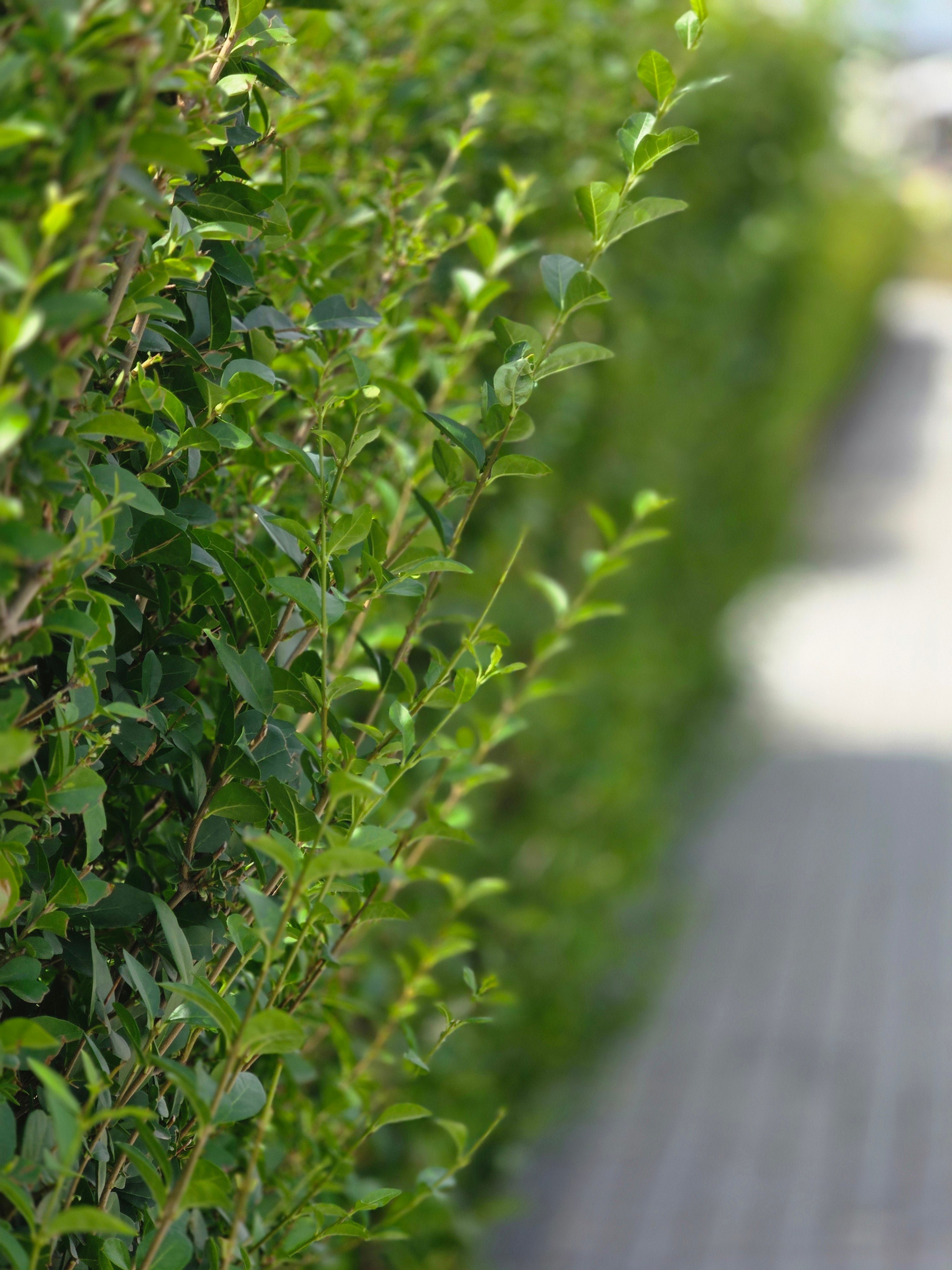 Ovalblättriger Liguster - Ligustrum ovalifolium