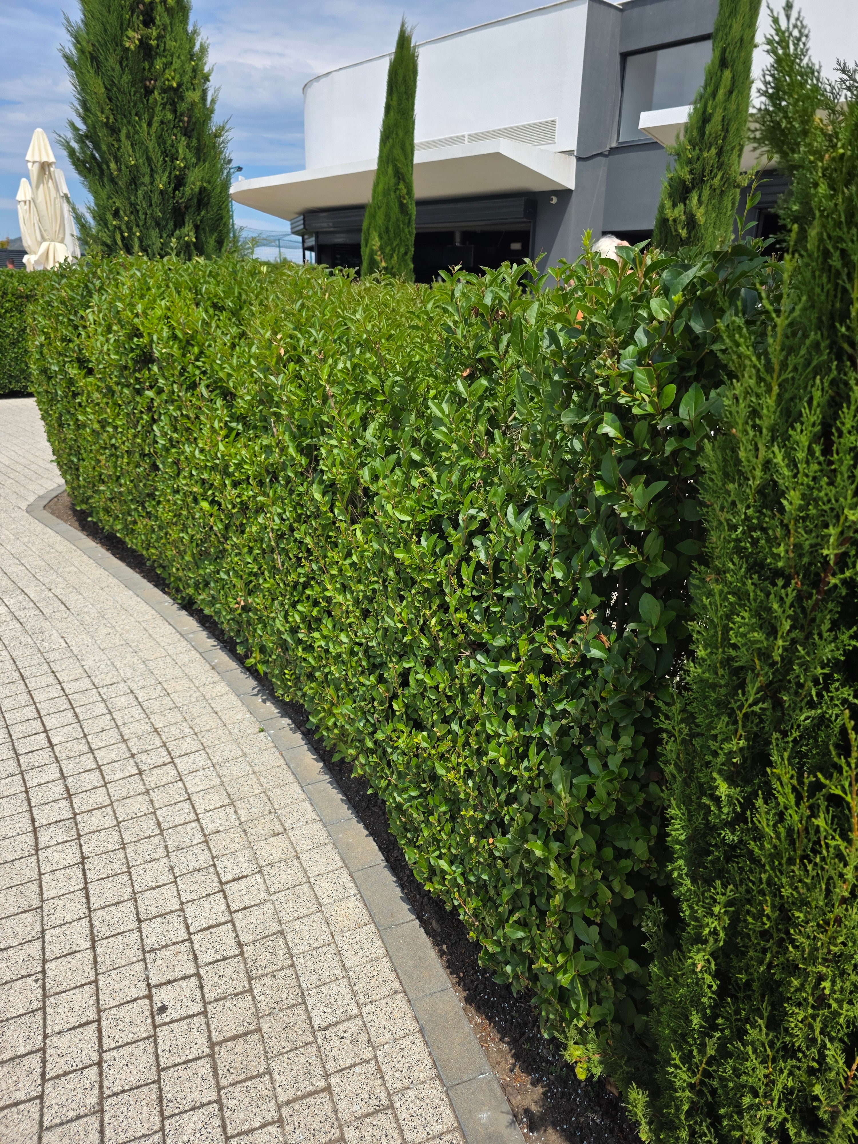 Ovalblättriger Liguster - Ligustrum ovalifolium