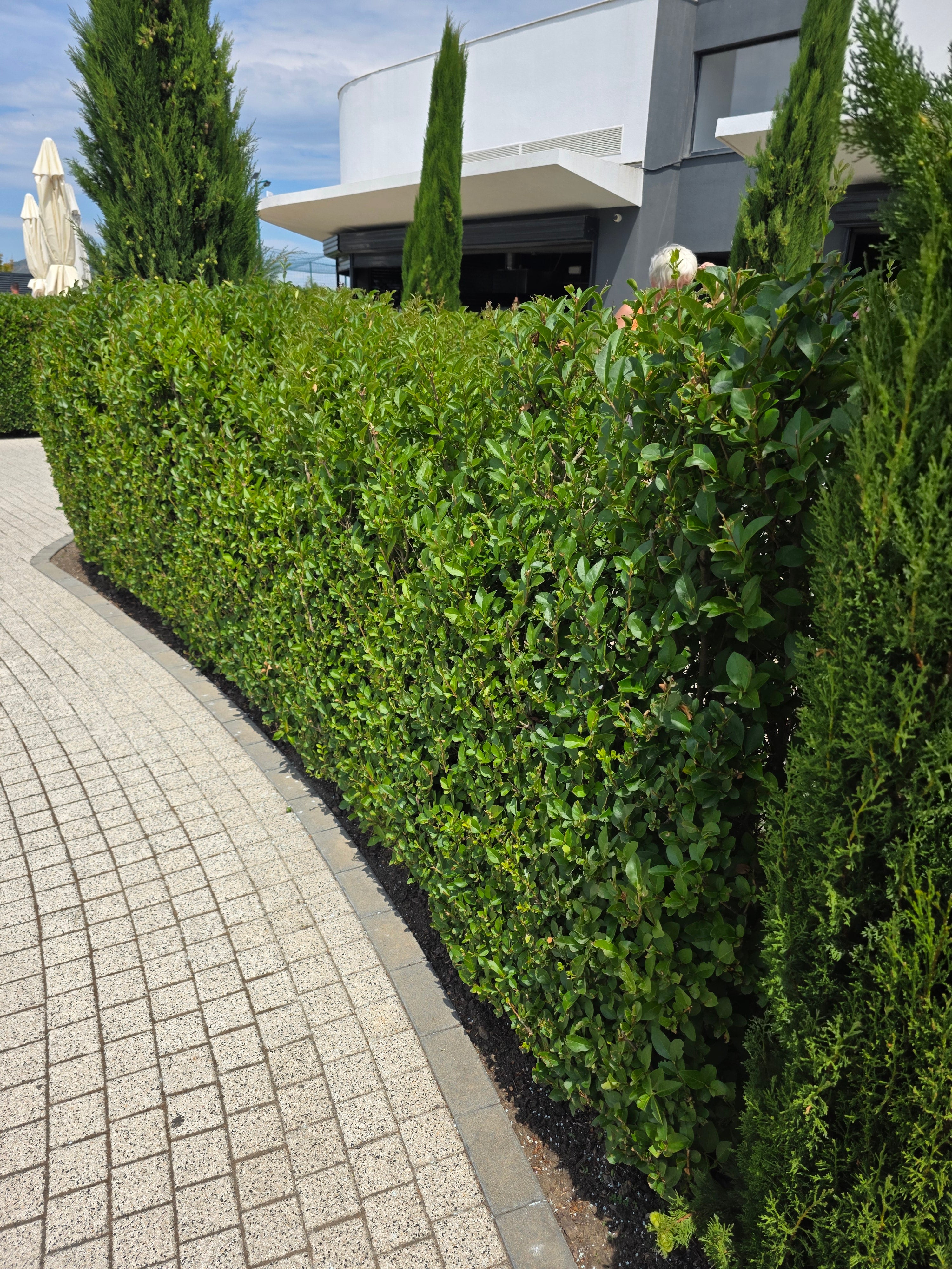 Ovalblättriger Liguster - Ligustrum ovalifolium