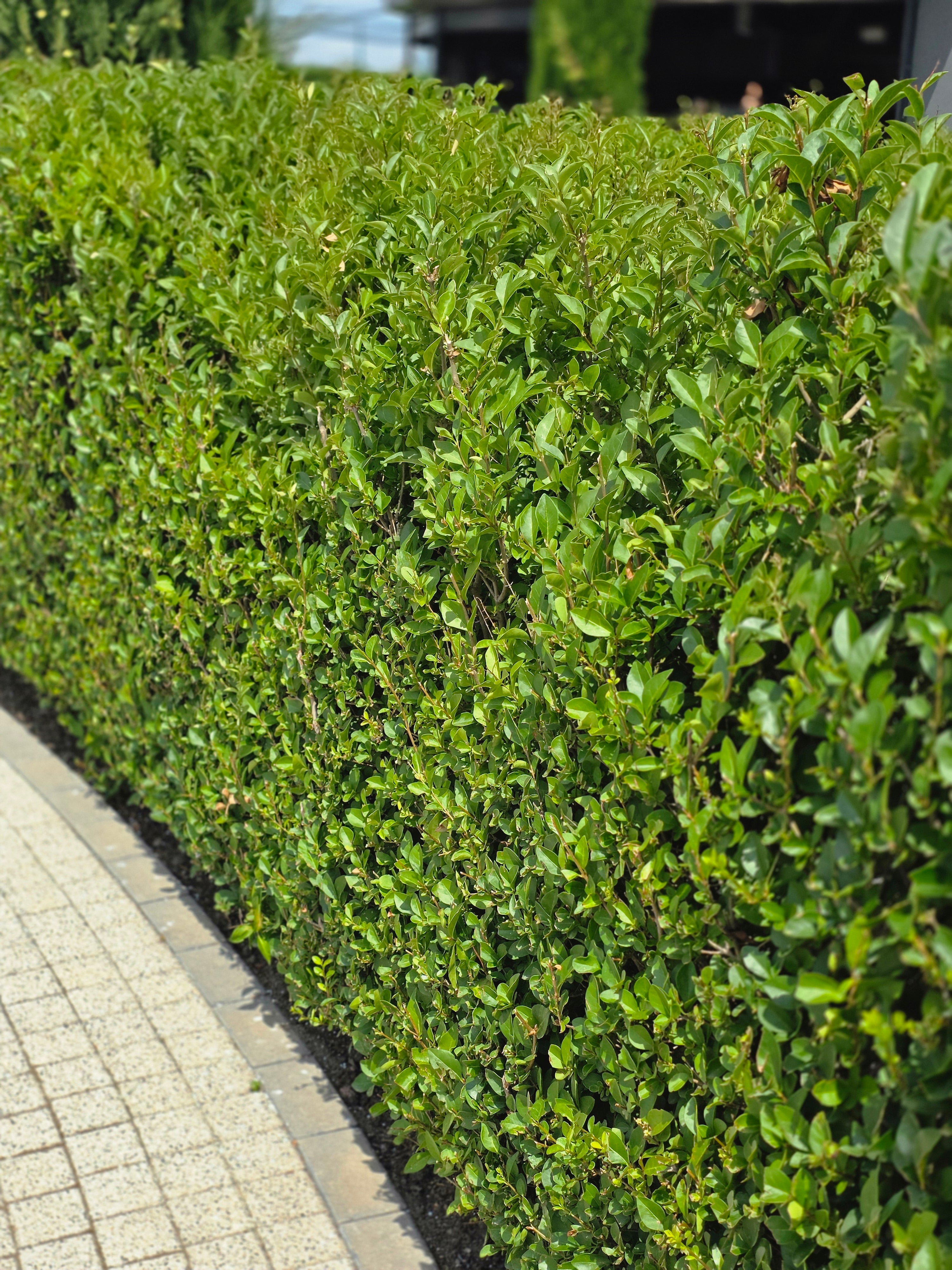 Ovalblättriger Liguster - Ligustrum ovalifolium