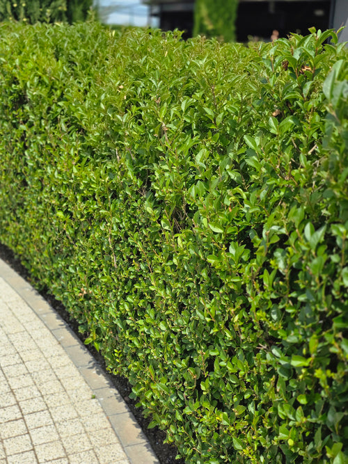 Ovalblättriger Liguster - Ligustrum ovalifolium