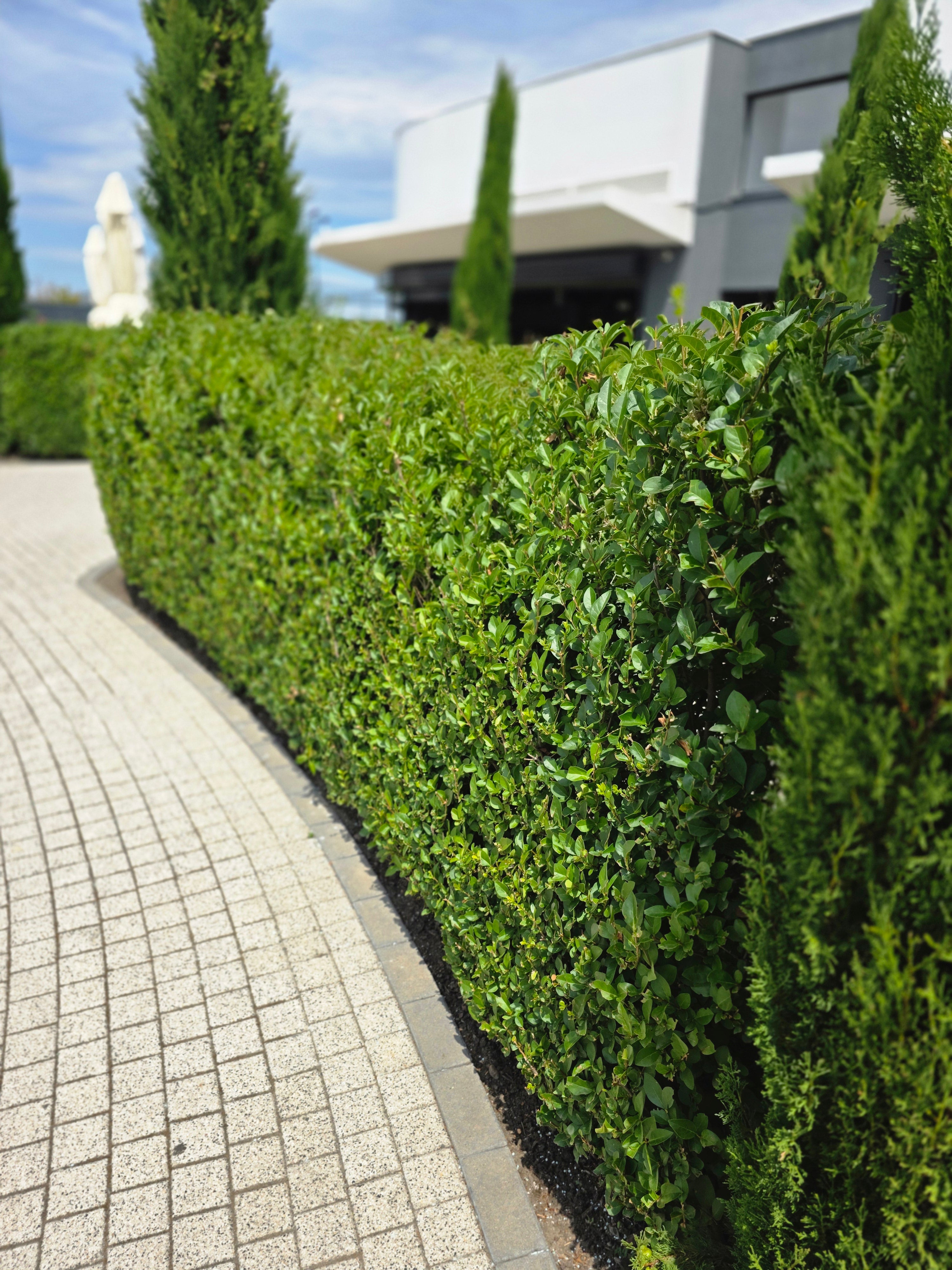 Ovalblättriger Liguster - Ligustrum ovalifolium