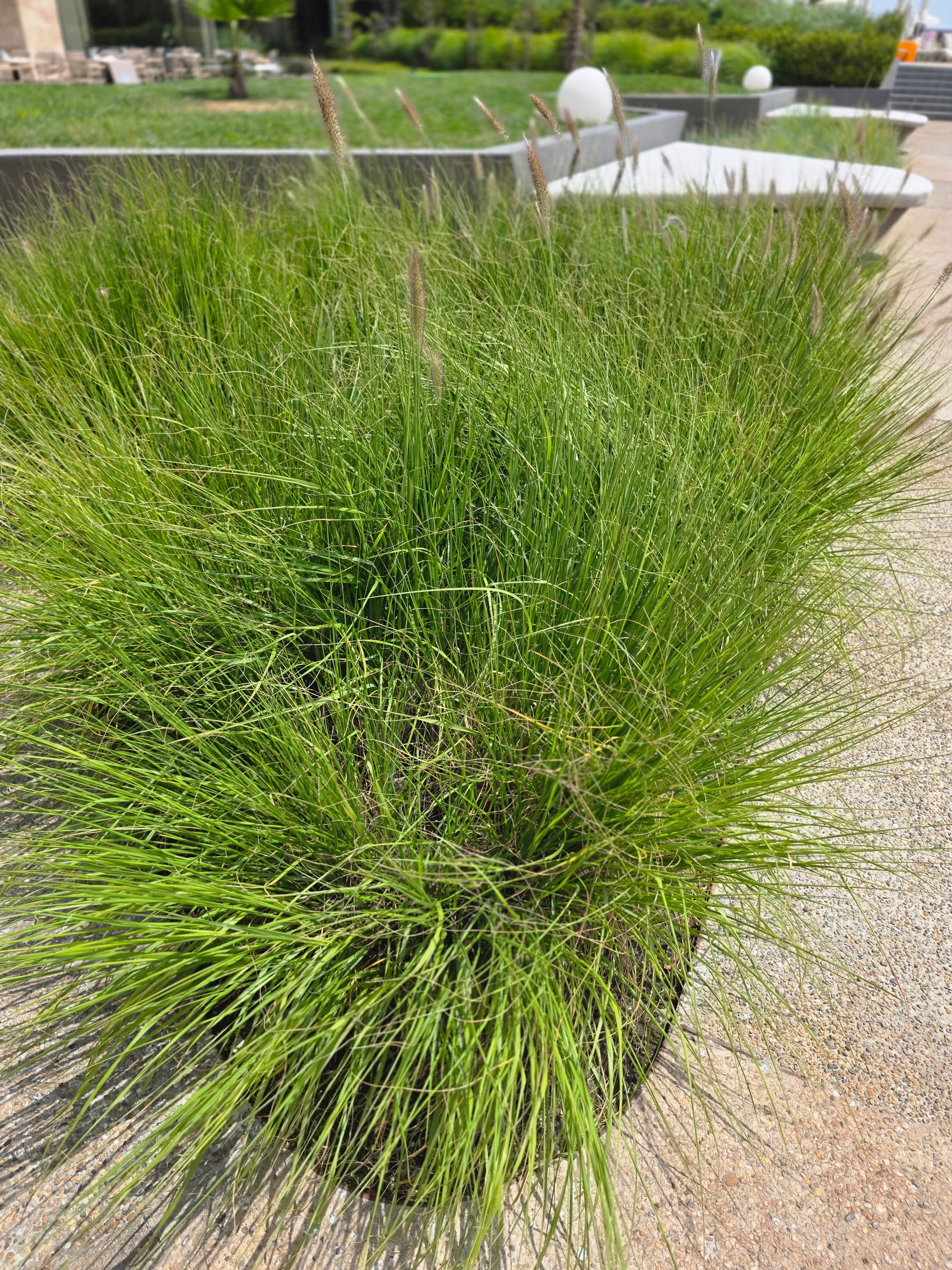 Lampenputzergras - Pennisetum alopecuroides 'Hameln'