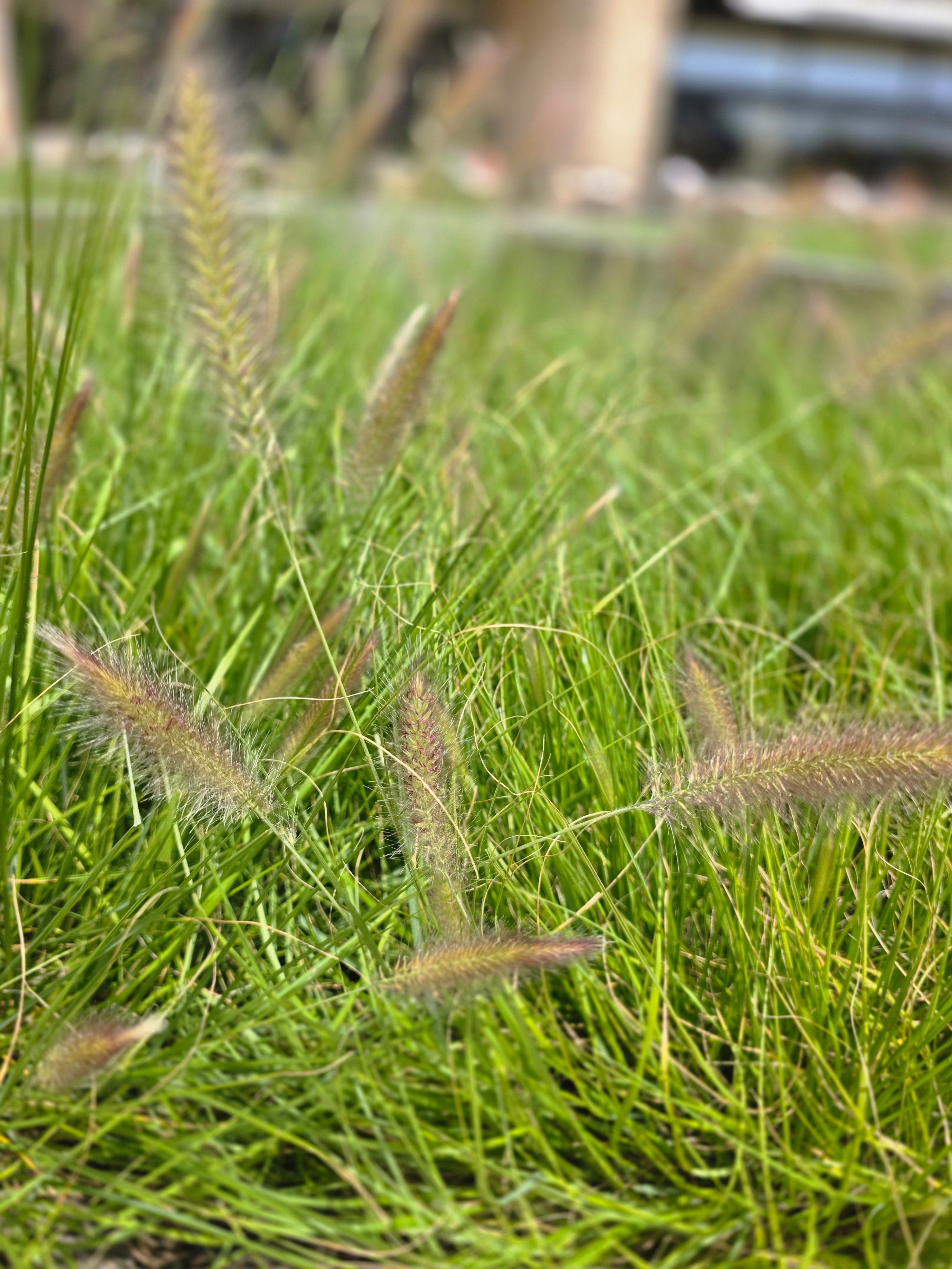 Lampenputzergras - Pennisetum alopecuroides 'Hameln'
