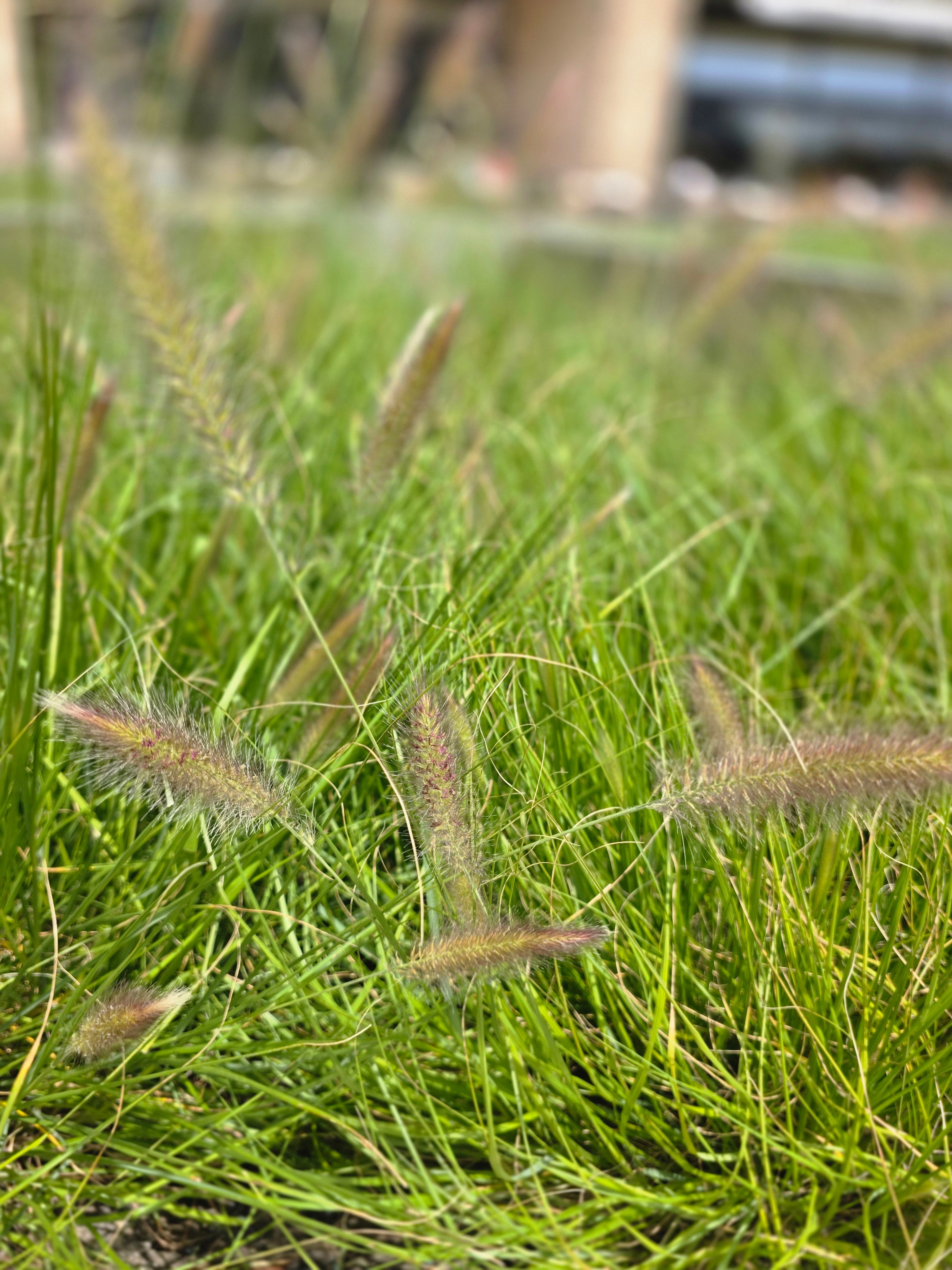 Lampenputzergras - Pennisetum alopecuroides 'Hameln'