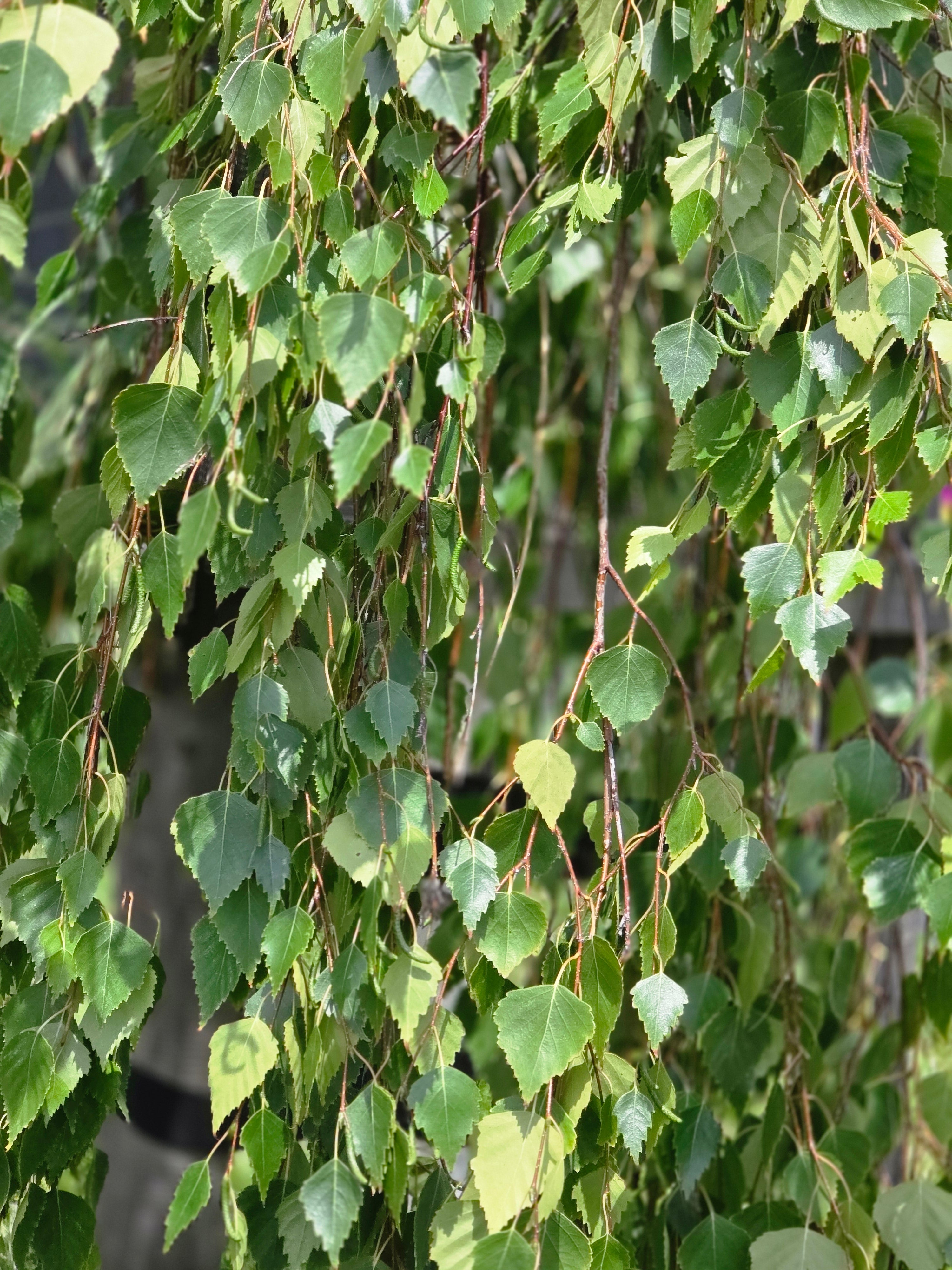 Hängebirke - Betula pendula 'Tristis'