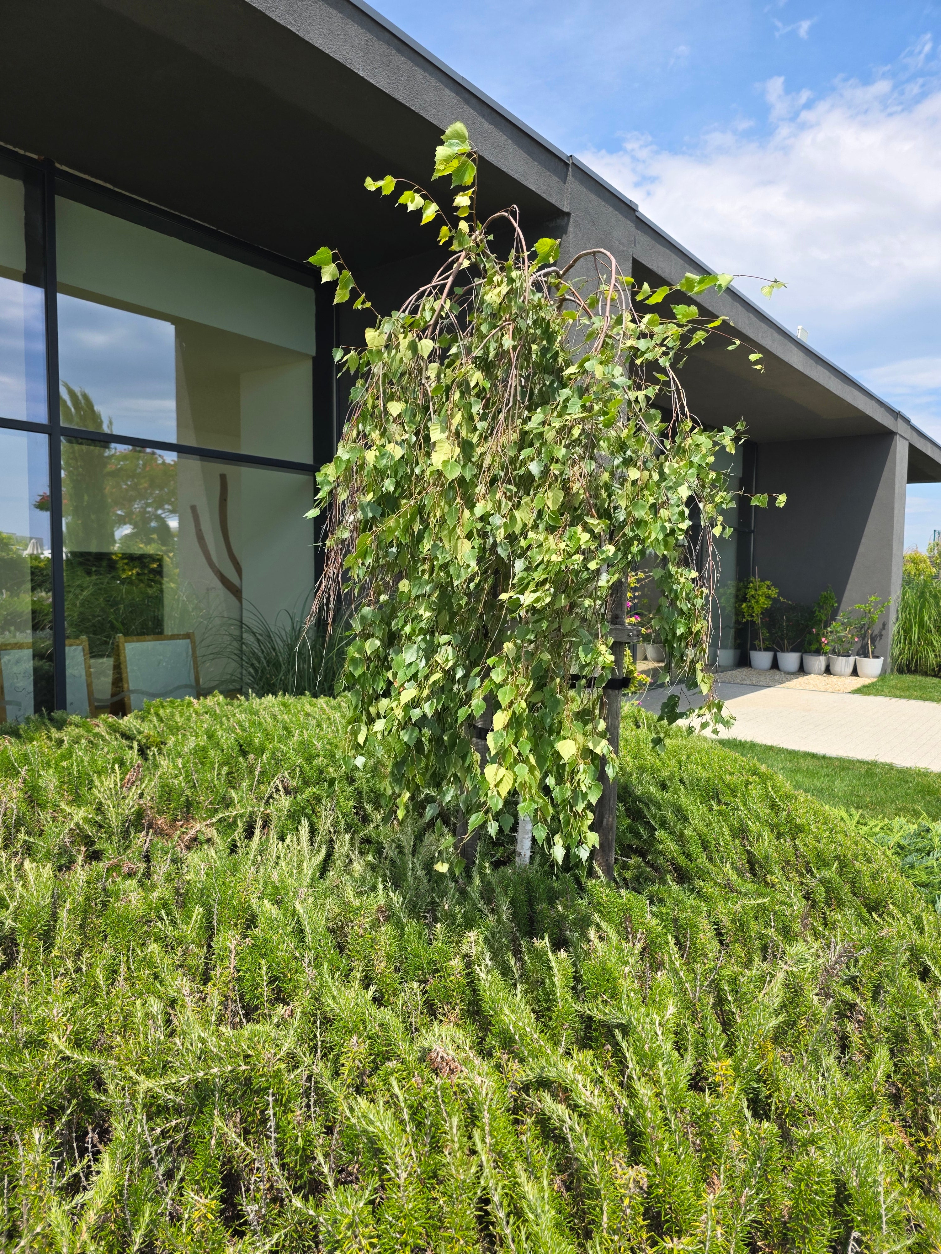 Hängebirke - Betula pendula 'Tristis'