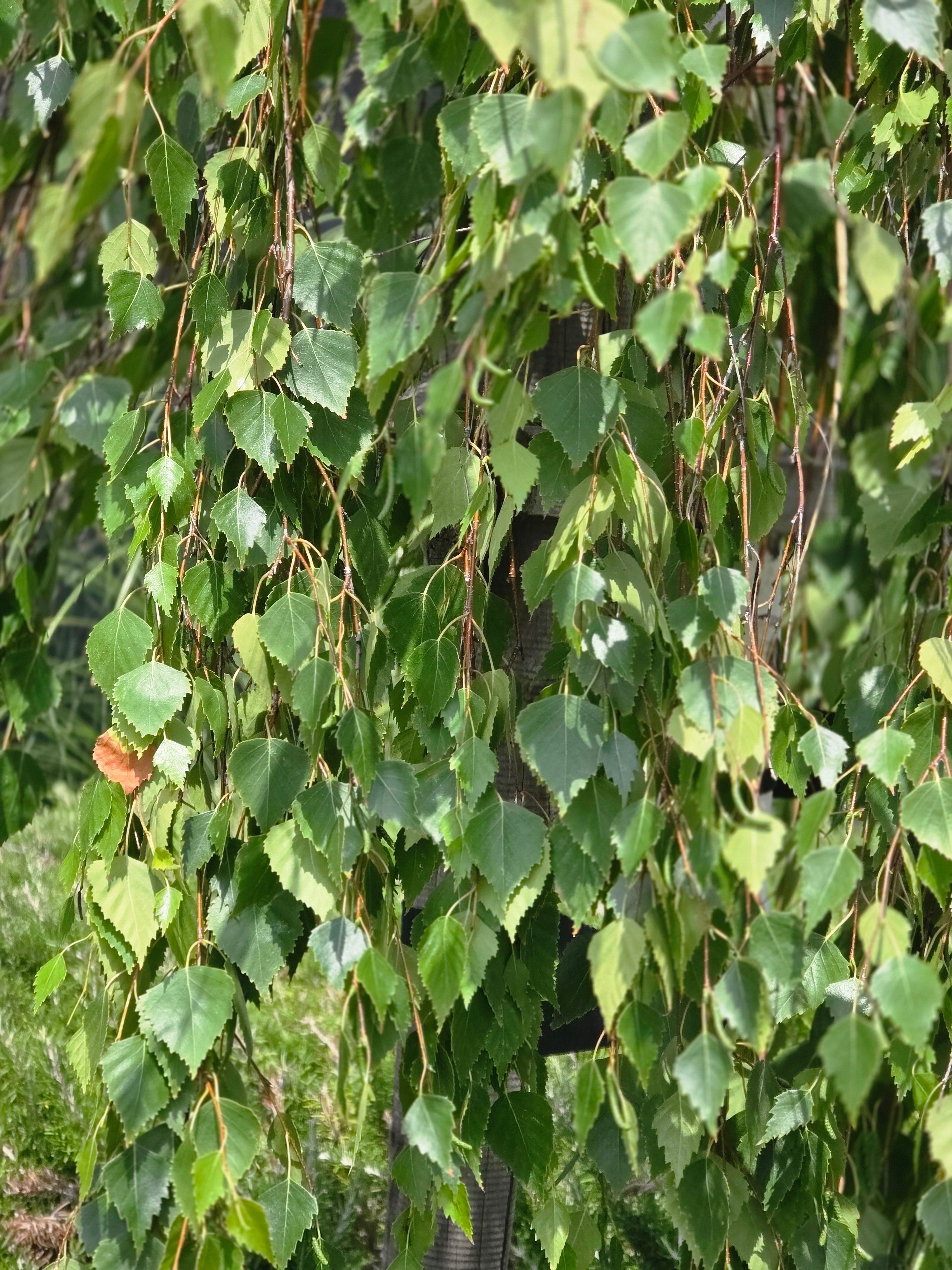 Hängebirke - Betula pendula 'Tristis'