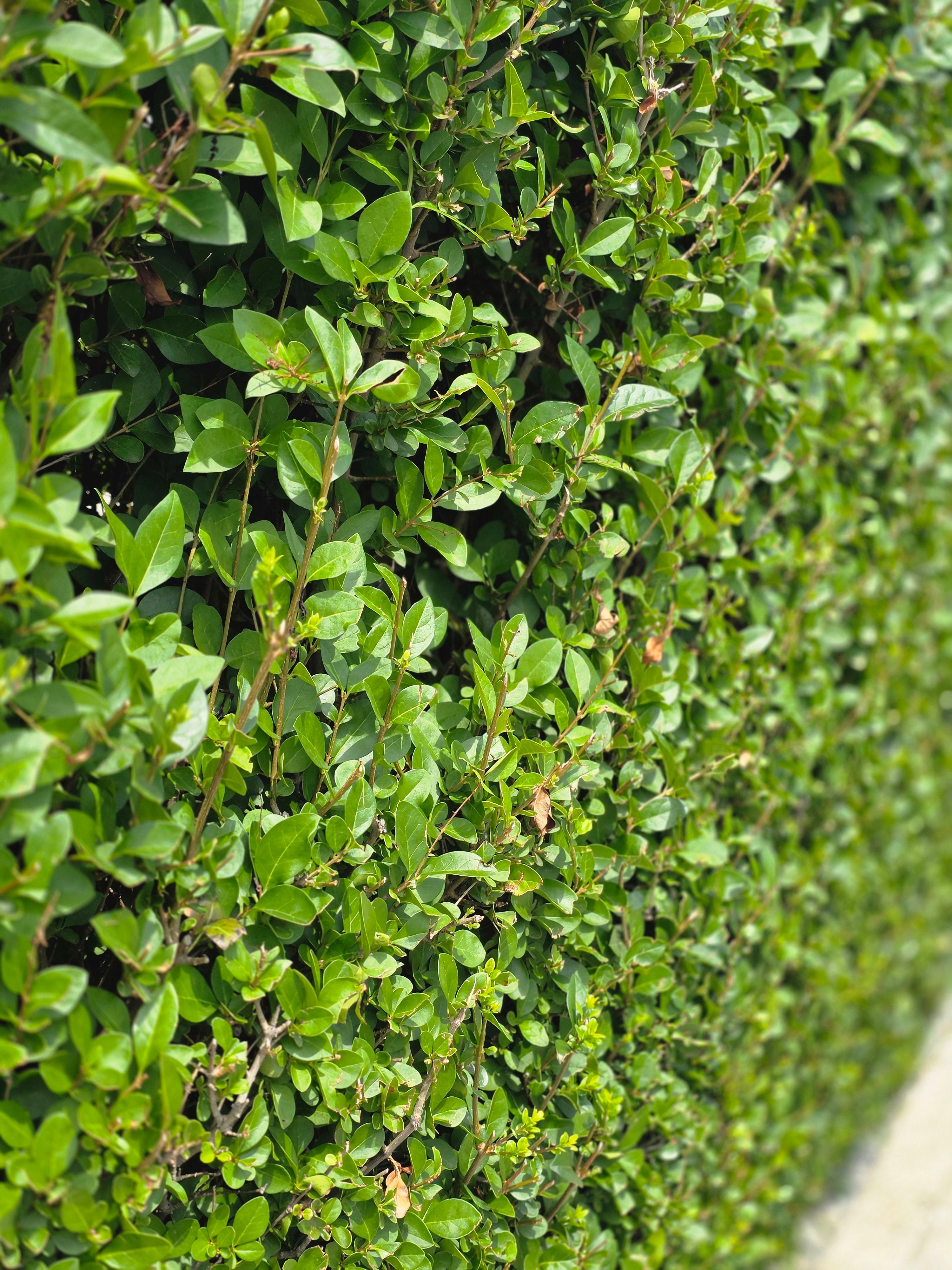 Ovalblättriger Liguster - Ligustrum ovalifolium