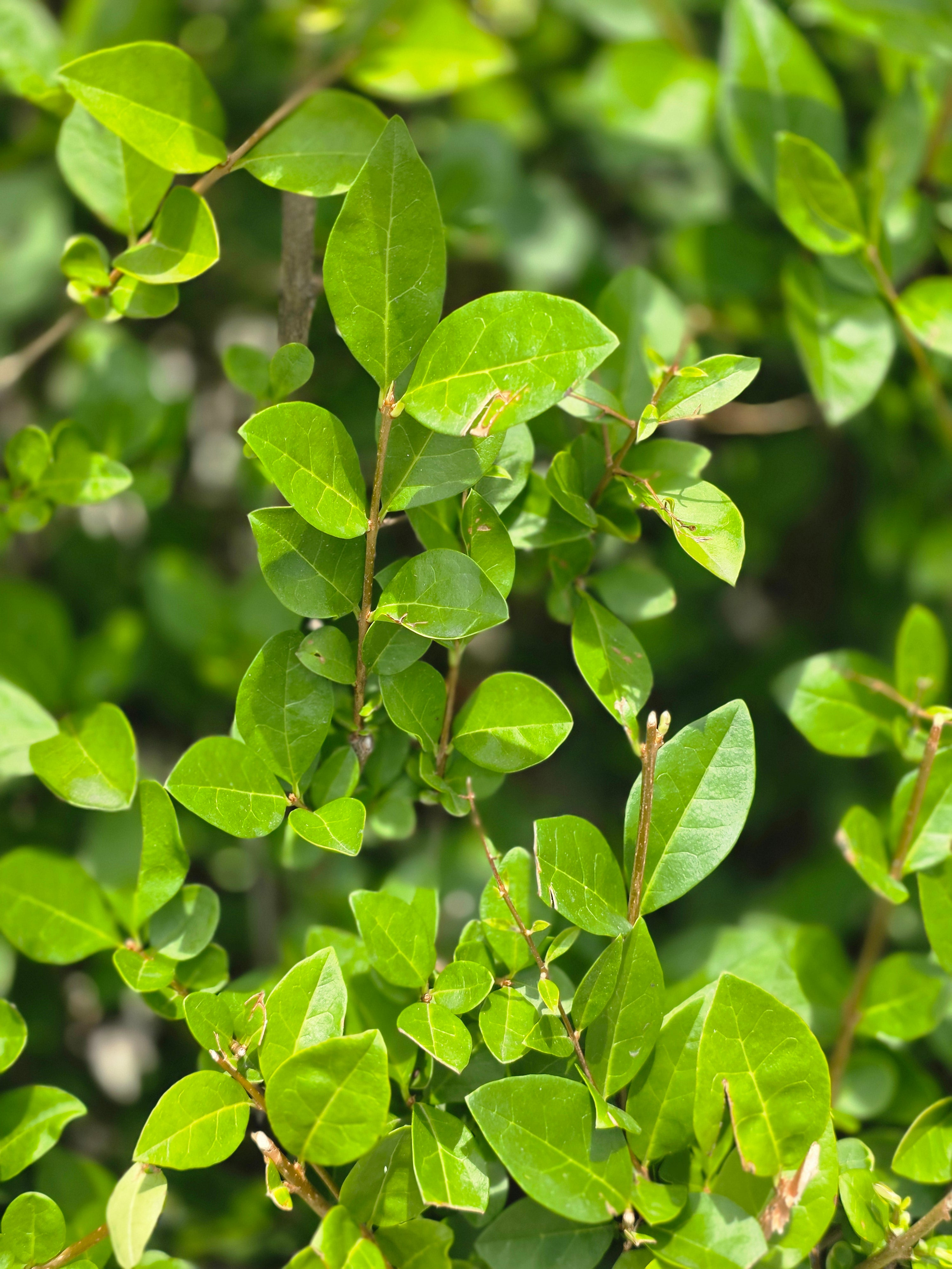 Ovalblättriger Liguster - Ligustrum ovalifolium
