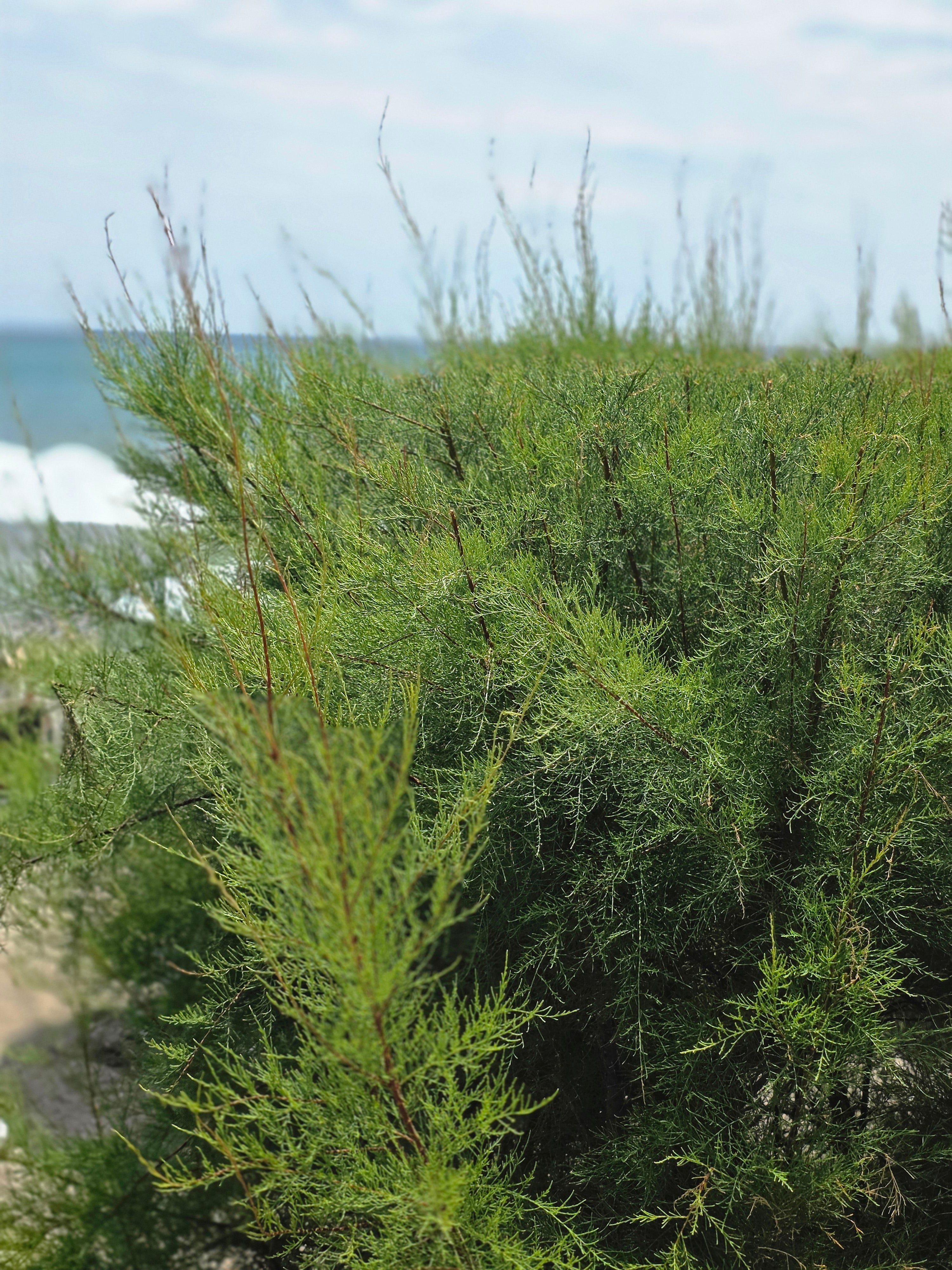 Kleinblütige Tamariske - Tamarix parviflora