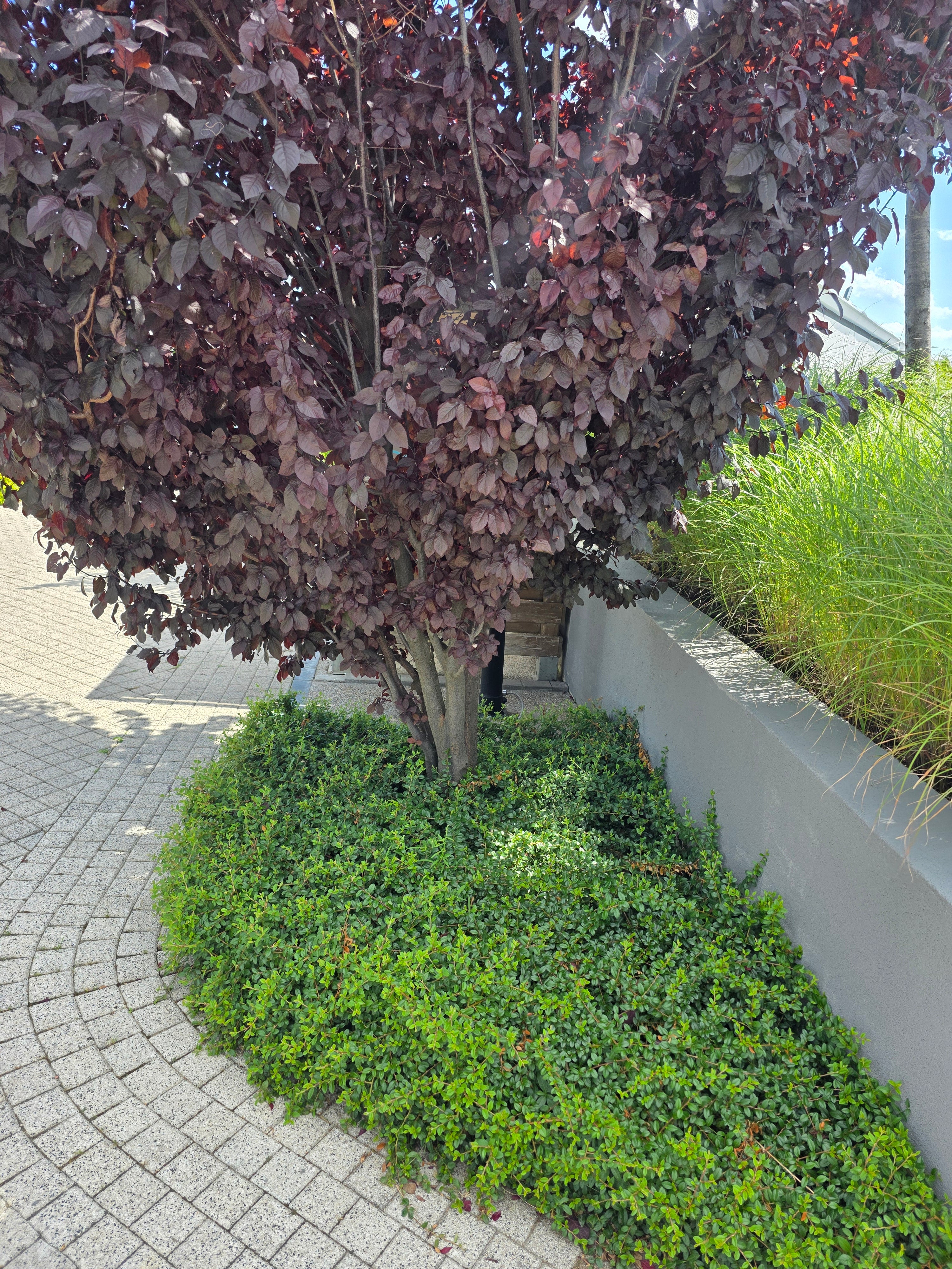 Blutpflaumenbaum / Blutpflaumenstamm - Prunus cerasifera 'Nigra' CAC