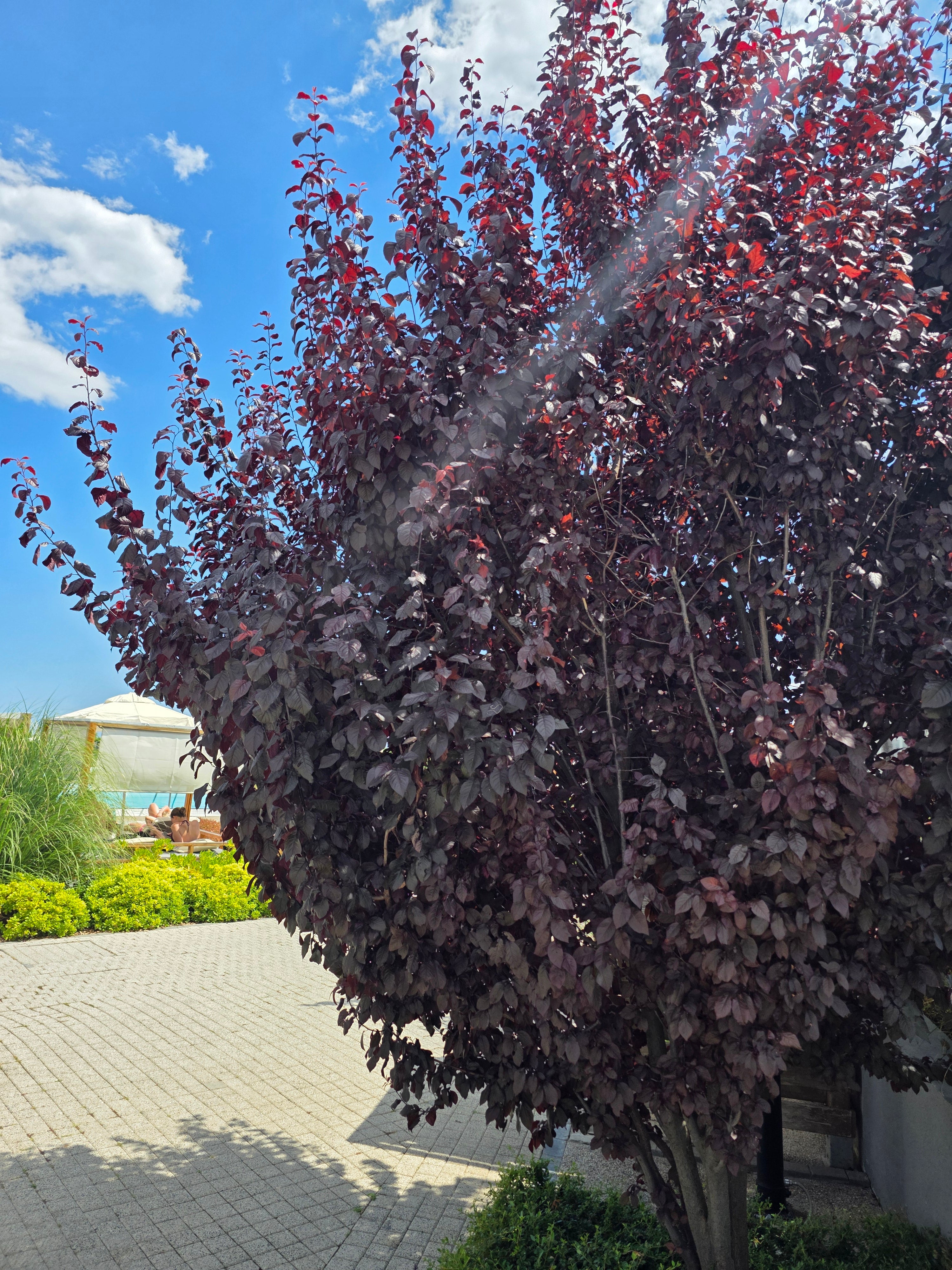 Blutpflaumenbaum / Blutpflaumenstamm - Prunus cerasifera 'Nigra' CAC