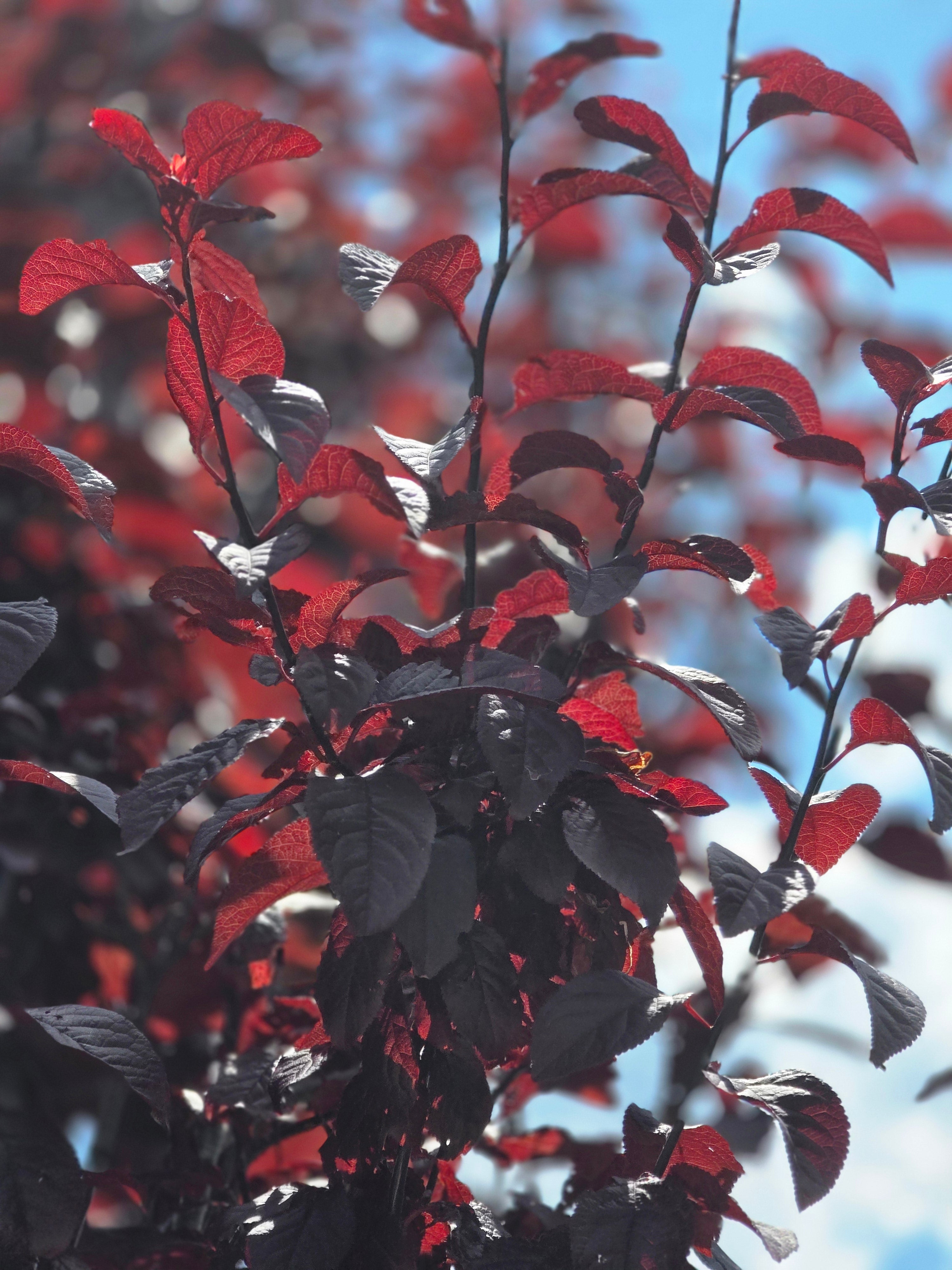 Blutpflaumenbaum / Blutpflaumenstamm - Prunus cerasifera 'Nigra' CAC