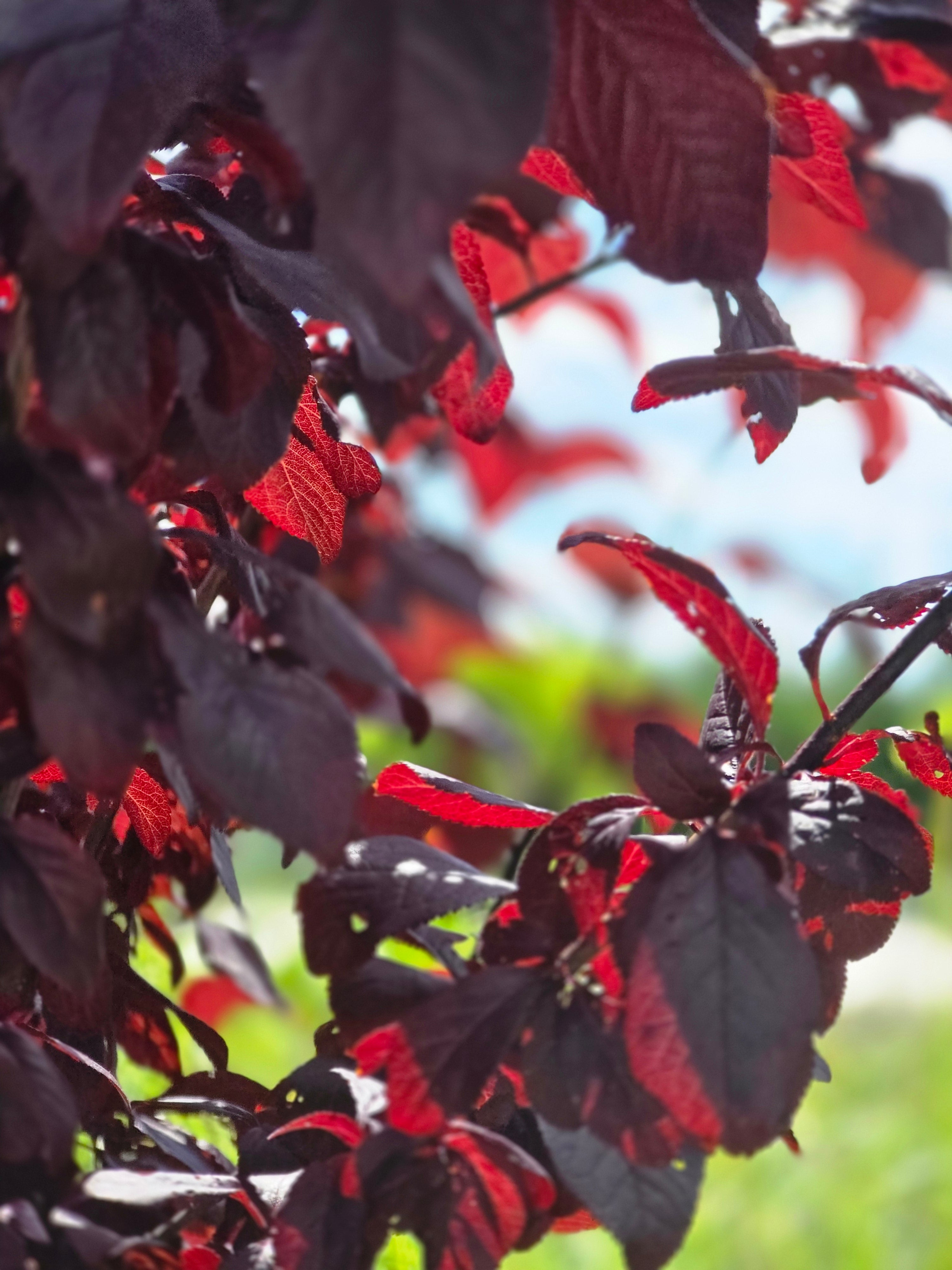 Blutpflaumenbaum / Blutpflaumenstamm - Prunus cerasifera 'Nigra' CAC