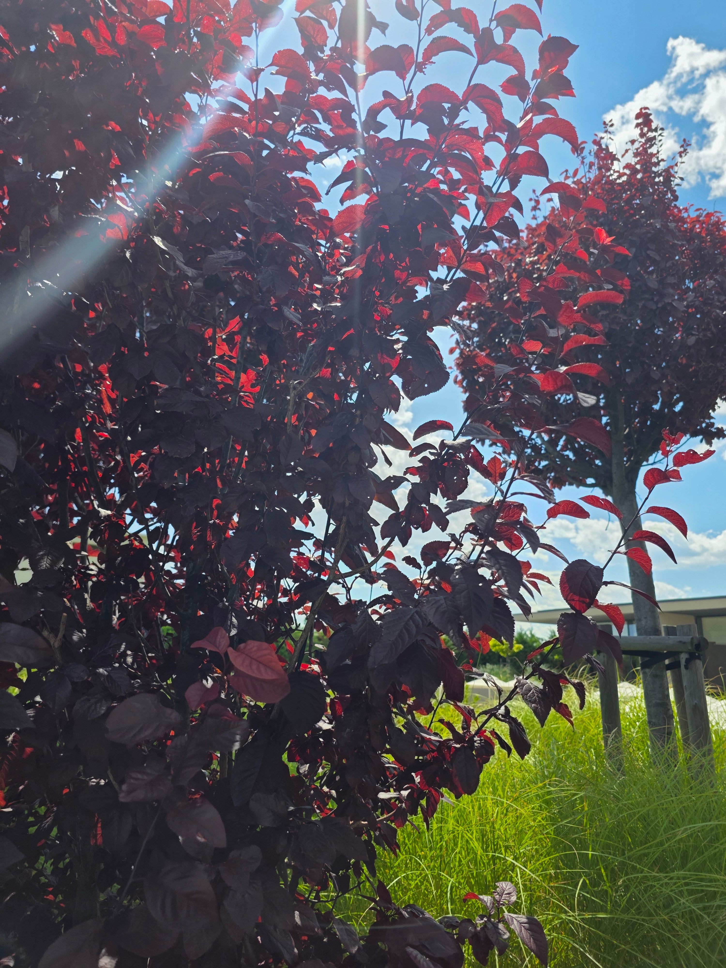 Blutpflaumenbaum / Blutpflaumenstamm - Prunus cerasifera 'Nigra' CAC