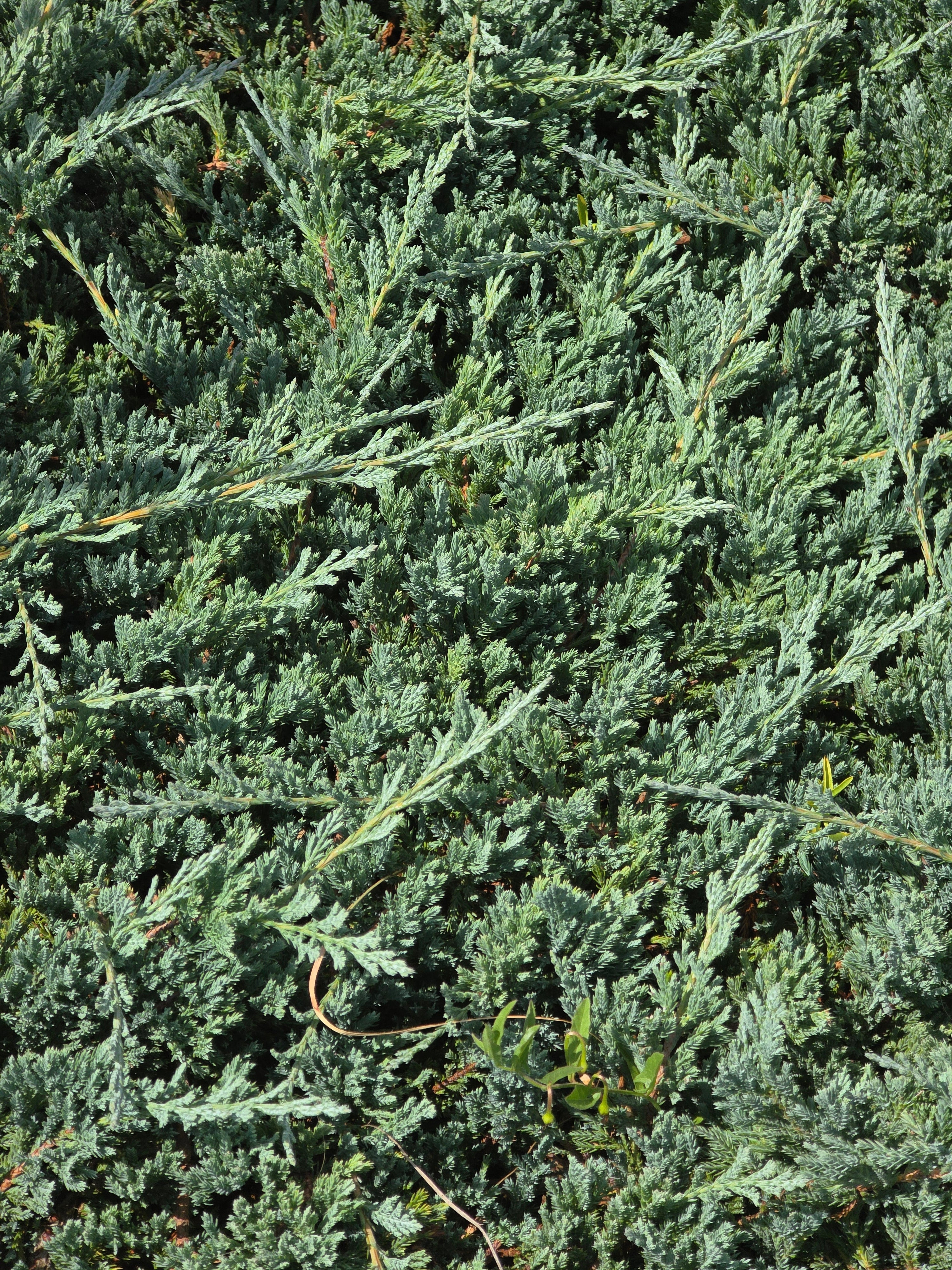 Blauer Teppichwacholder - Juniperus horizontalis 'Glauca'