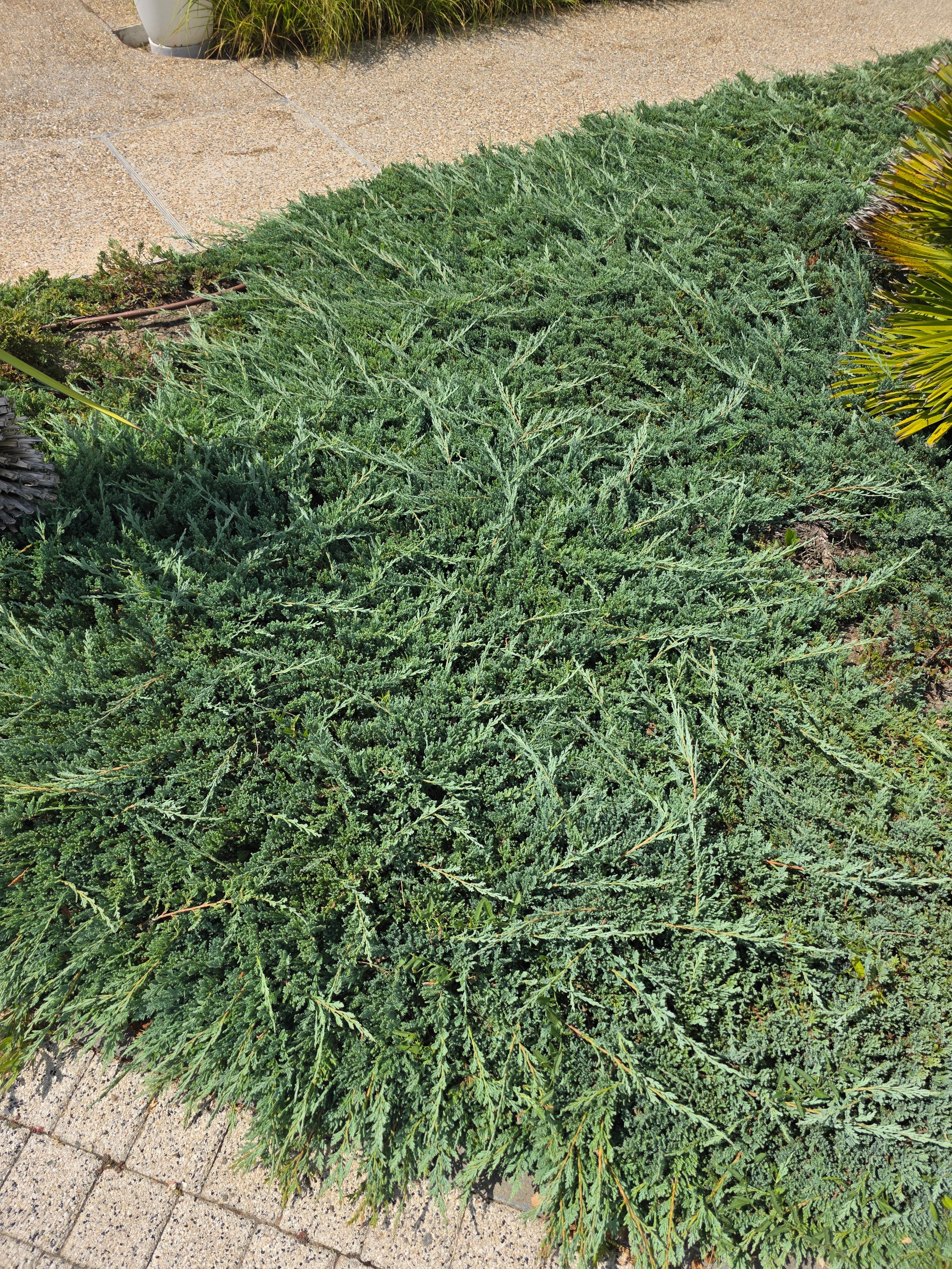 Blauer Teppichwacholder - Juniperus horizontalis 'Glauca'