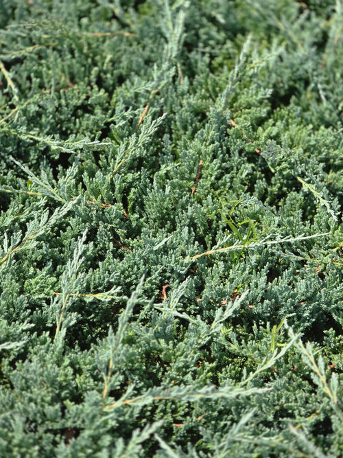 Blauer Teppichwacholder - Juniperus horizontalis 'Glauca'