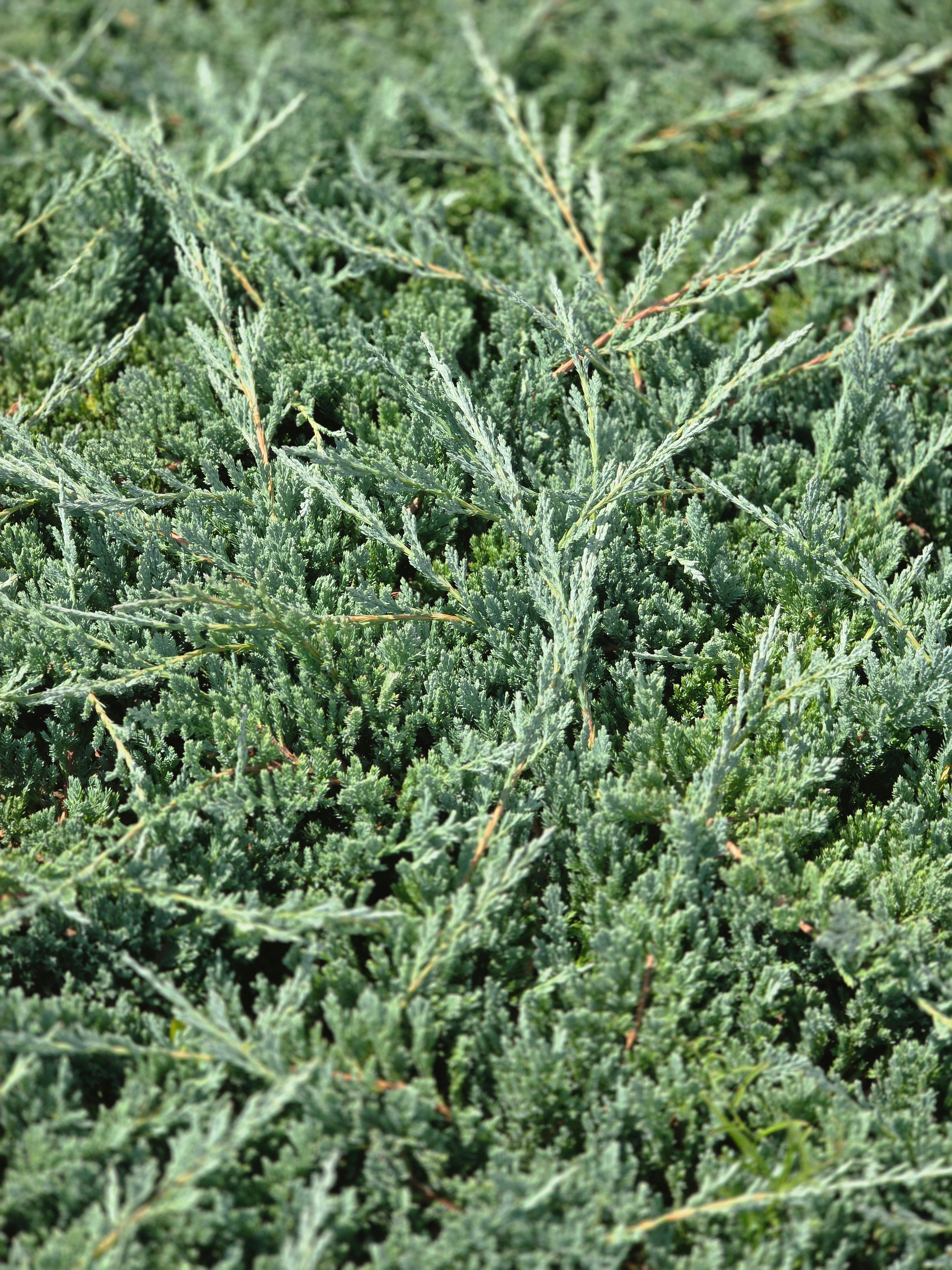 Blauer Teppichwacholder - Juniperus horizontalis 'Glauca'