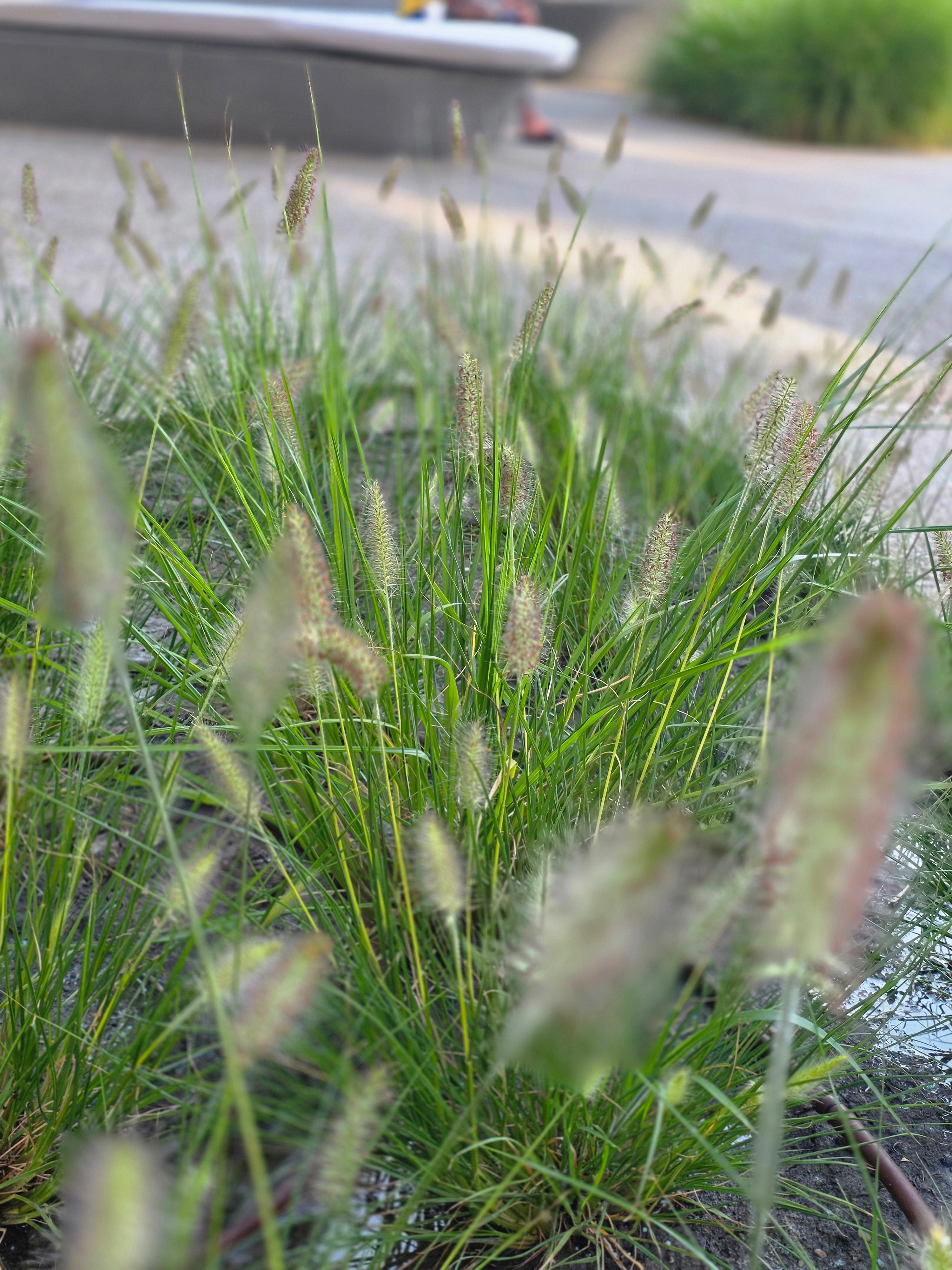 Lampenputzergras - Pennisetum alopecuroides 'Hameln'