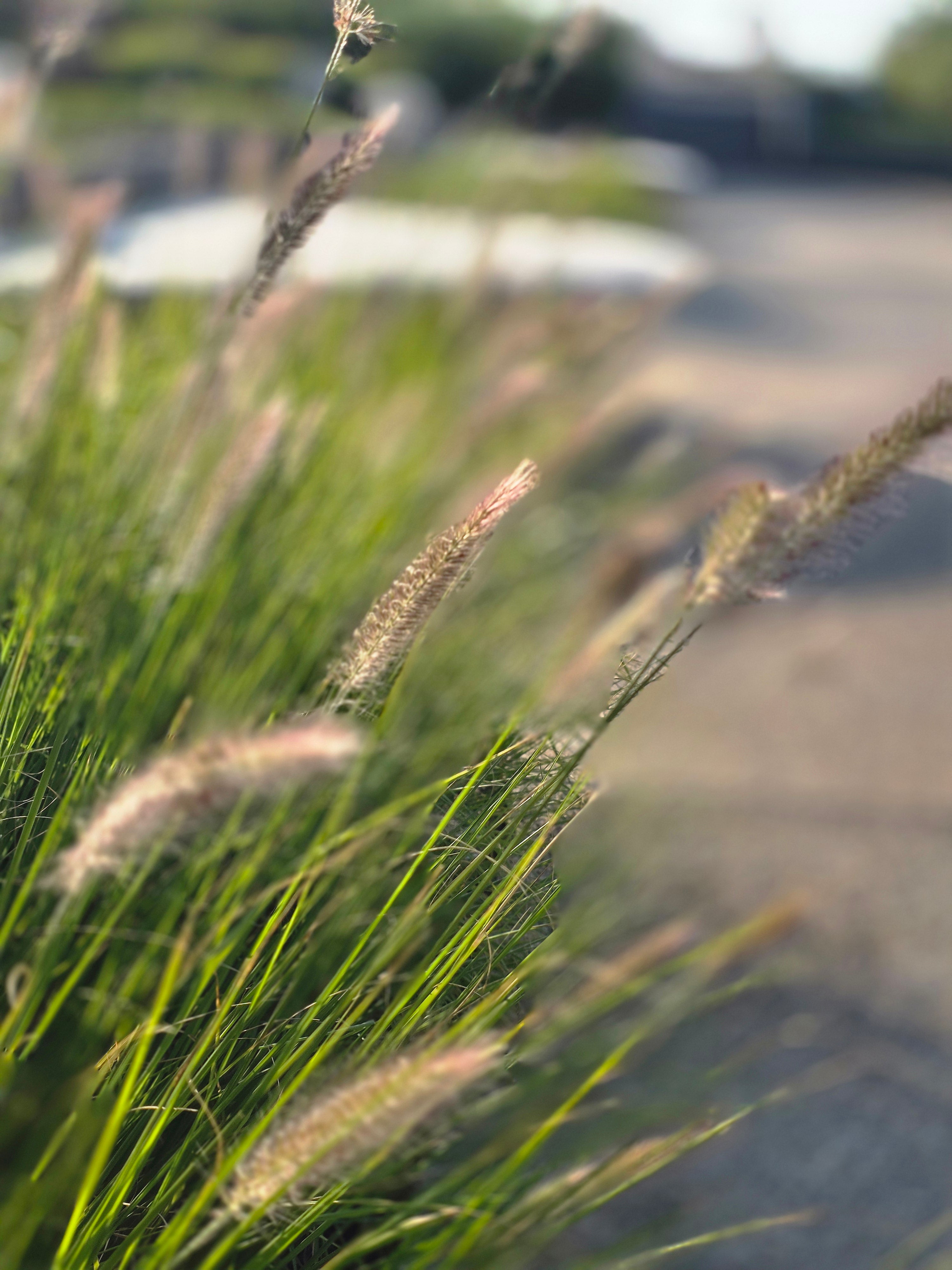Lampenputzergras - Pennisetum alopecuroides 'Hameln'