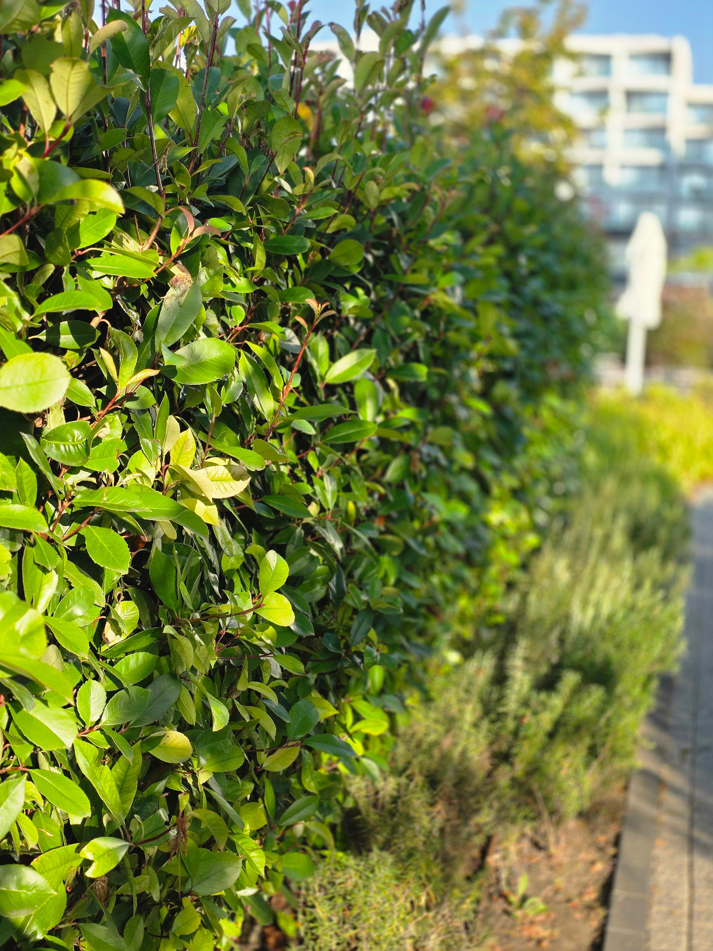 Glanzmispel 'Red Robin' - Photinia fraseri 'Red Robin'