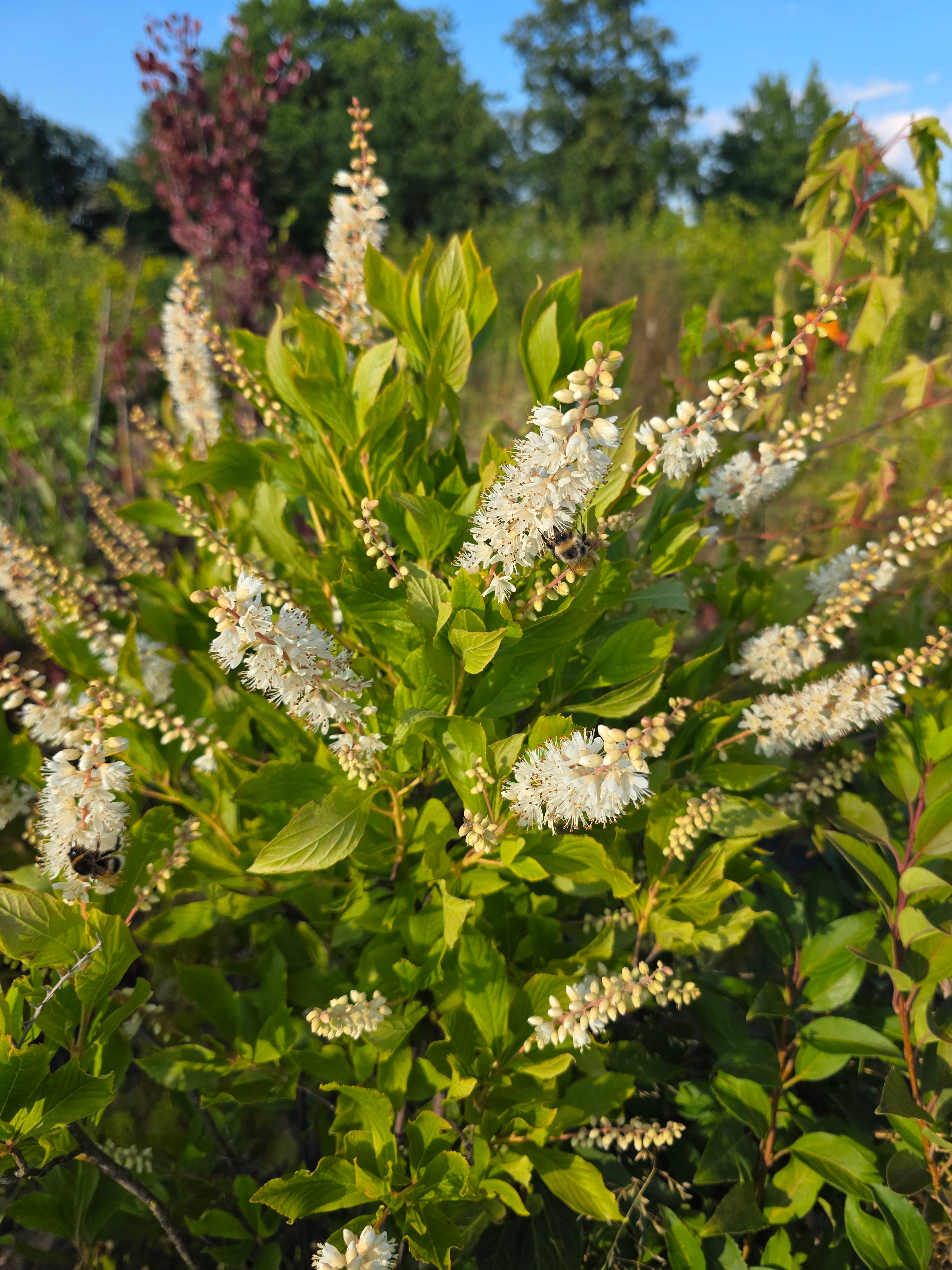 Rosa Silberkerzenstrauch - Clethra alnifolia 'Rosea'