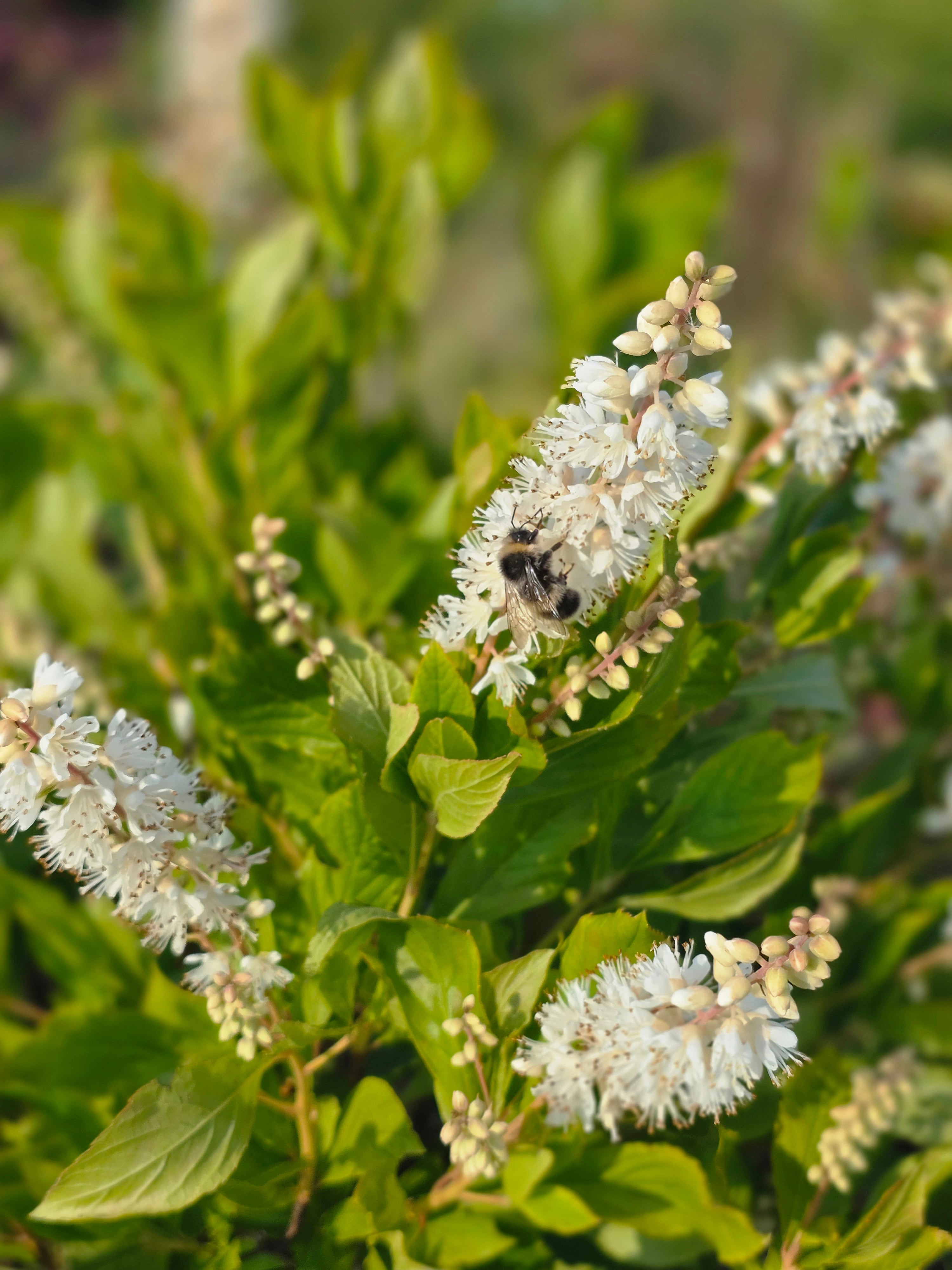 Rosa Silberkerzenstrauch - Clethra alnifolia 'Rosea'