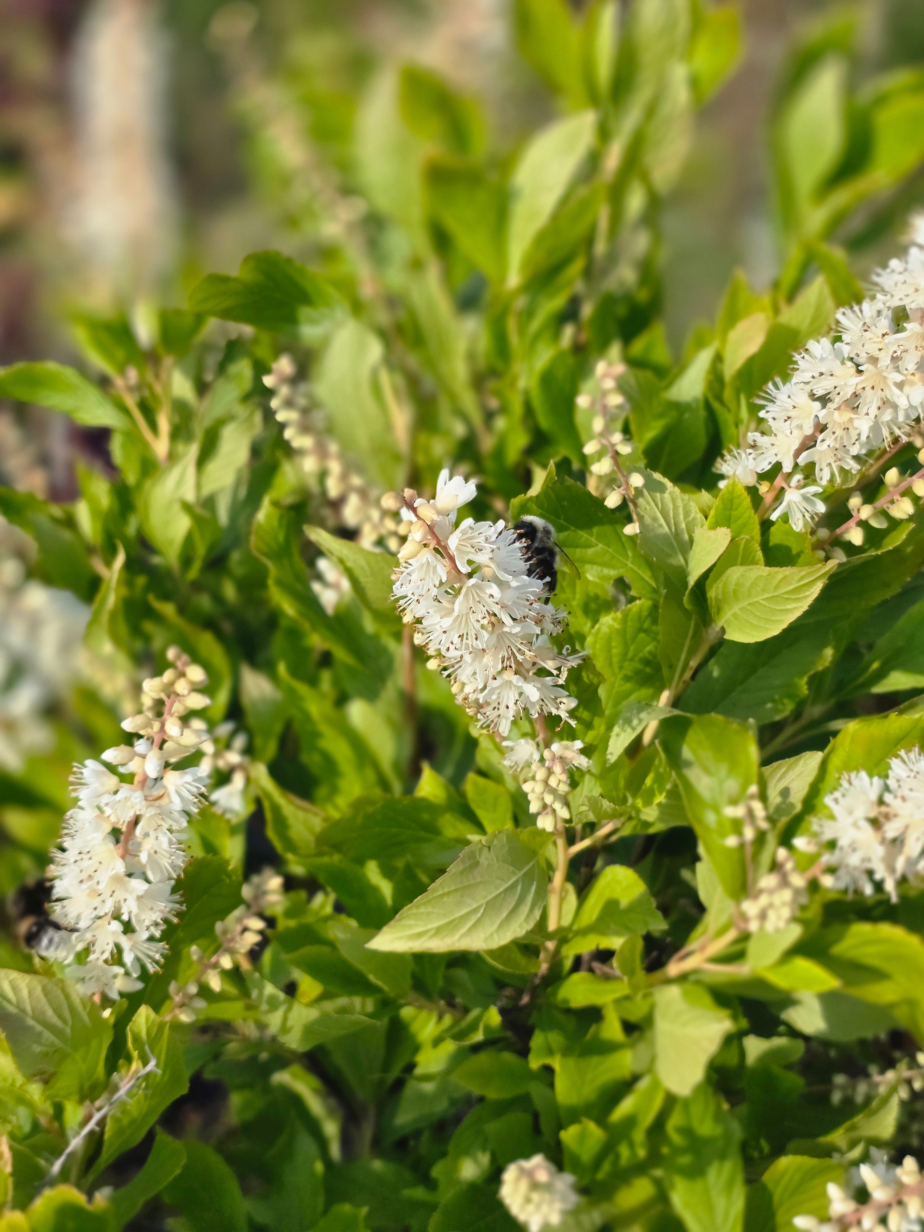 Rosa Silberkerzenstrauch - Clethra alnifolia 'Rosea'