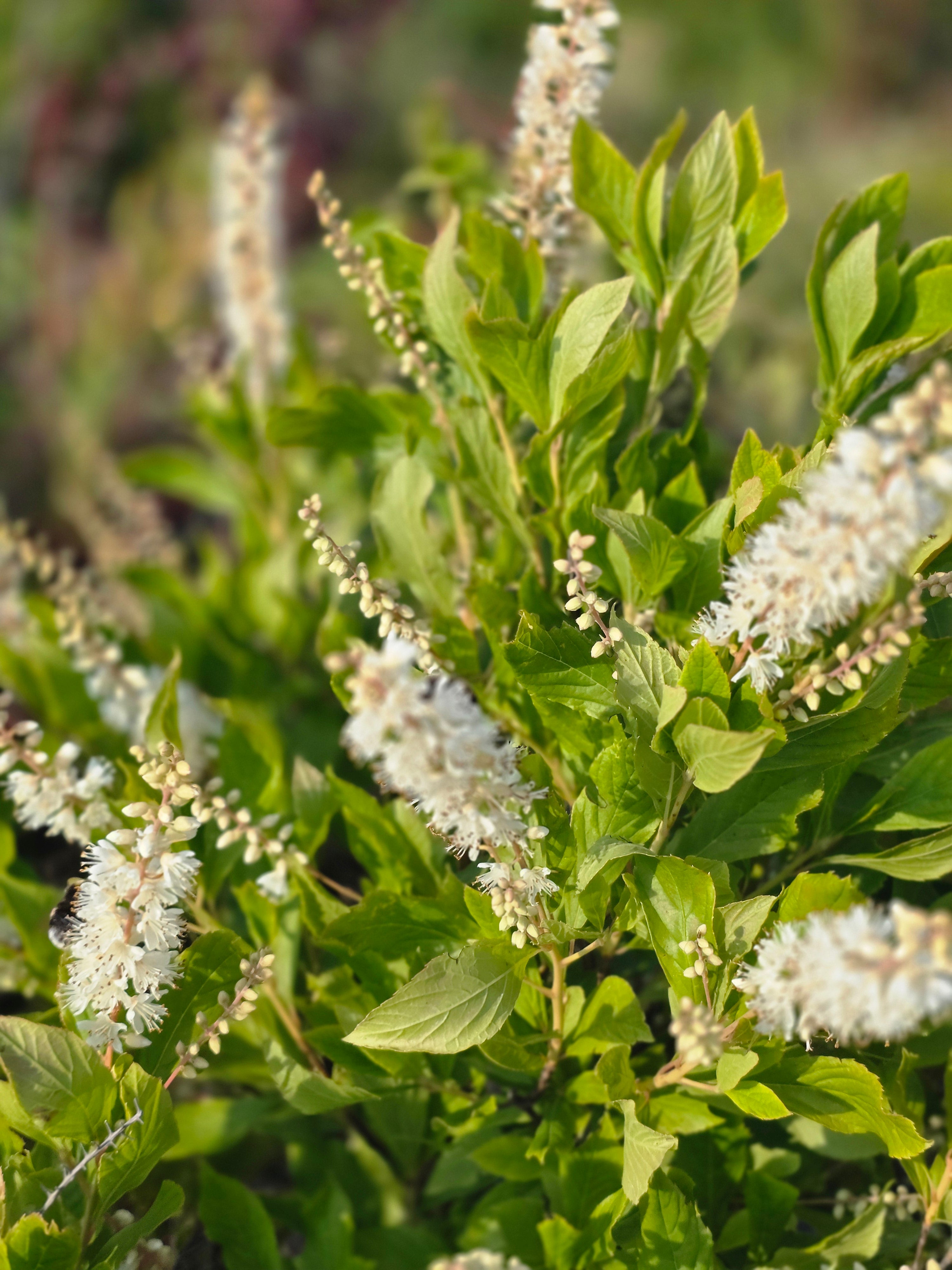Rosa Silberkerzenstrauch - Clethra alnifolia 'Rosea'