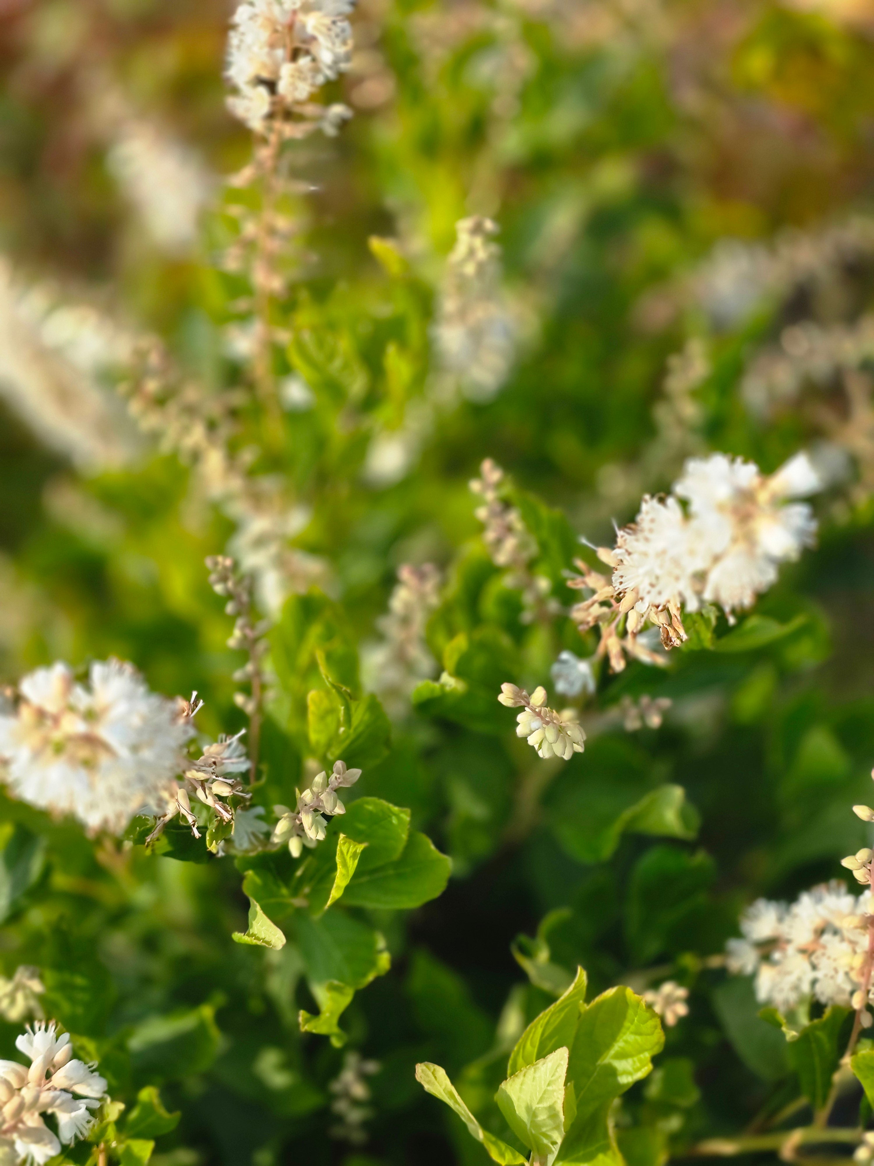 Rosa Silberkerzenstrauch - Clethra alnifolia 'Rosea'