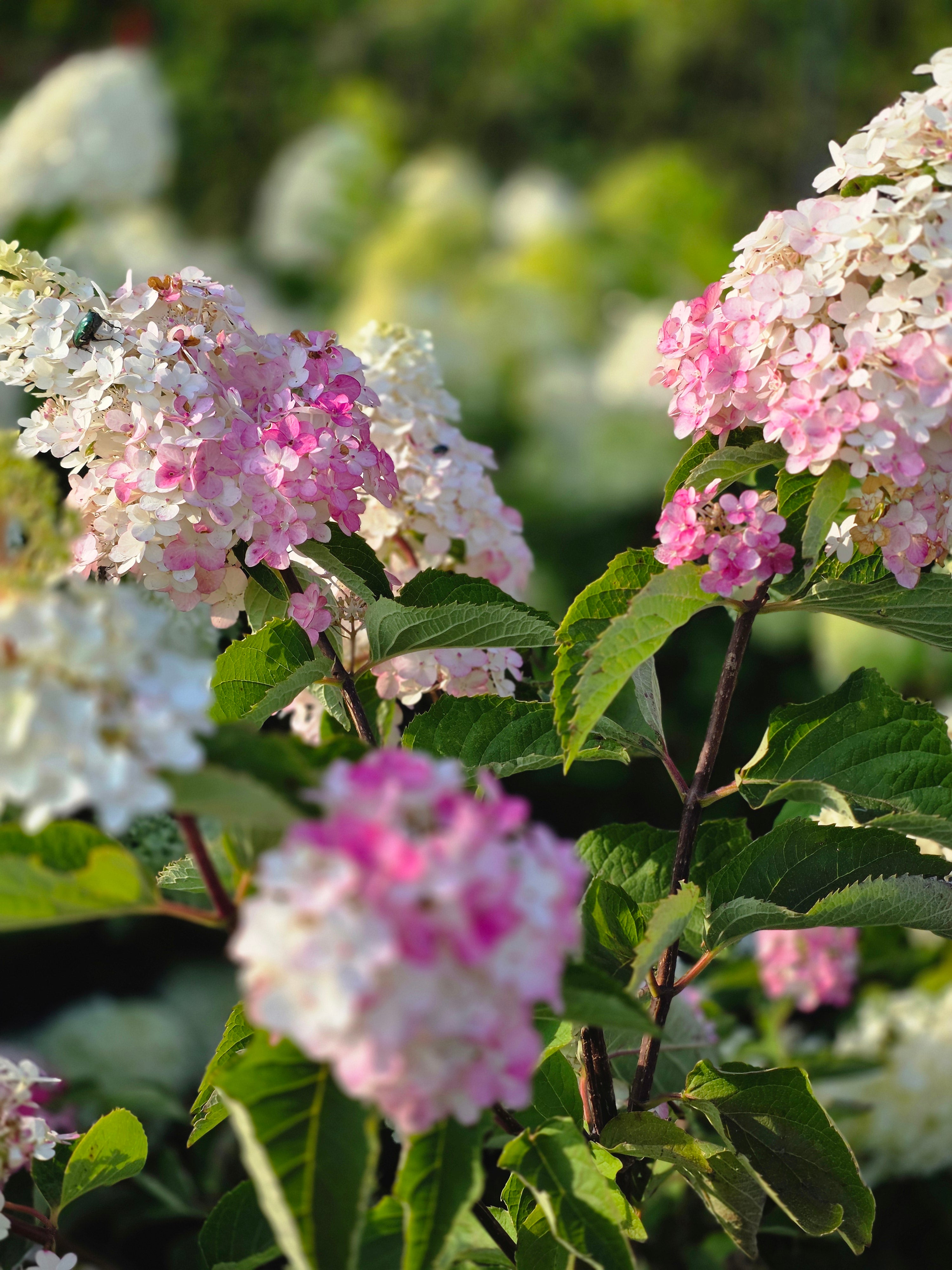 Rispenhortensie 'Pinky Winky' ® - Hydrangea paniculata 'Pinky Winky' ®