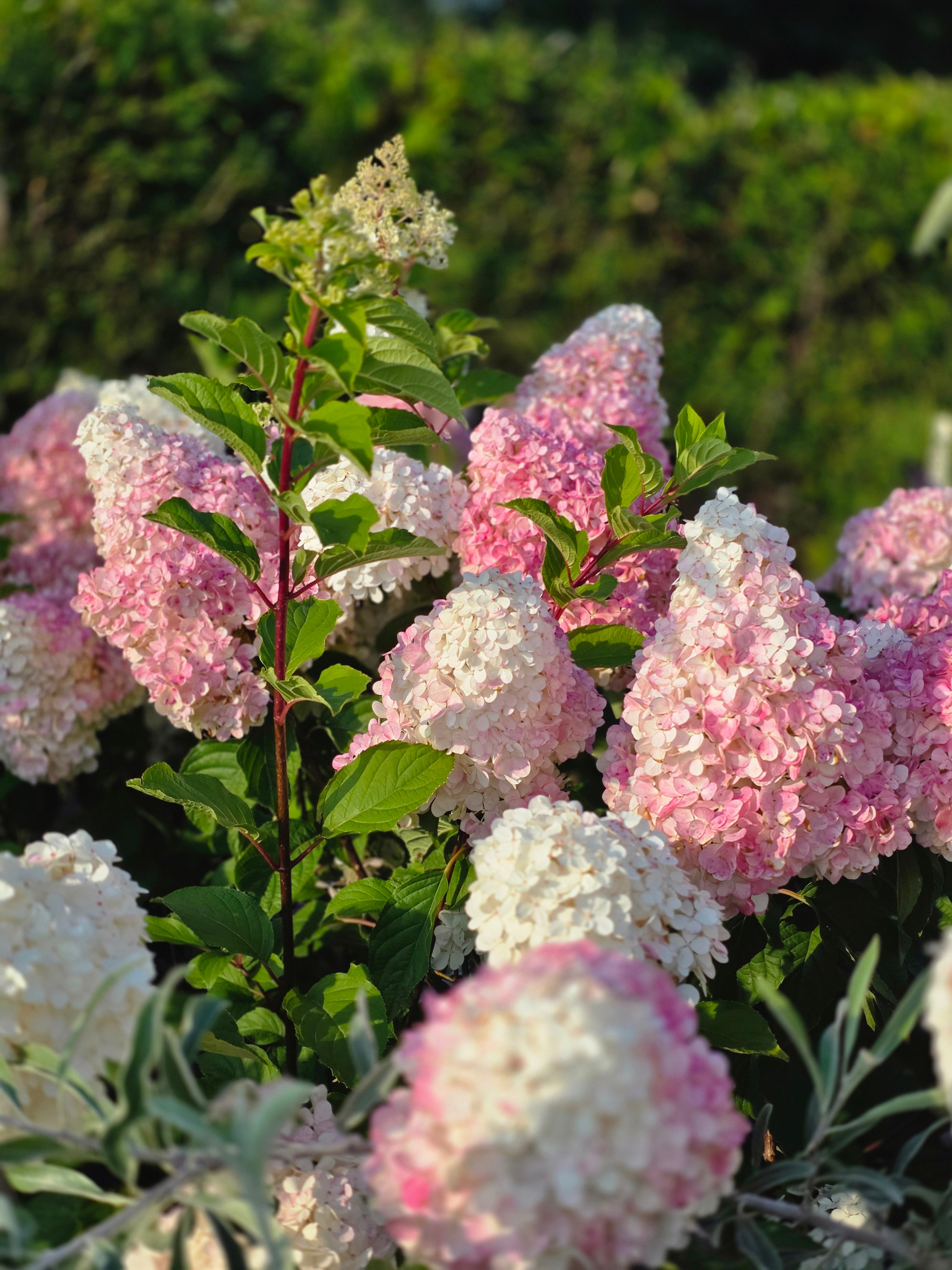 Rispenhortensie 'Pinky Winky' ® - Hydrangea paniculata 'Pinky Winky' ®
