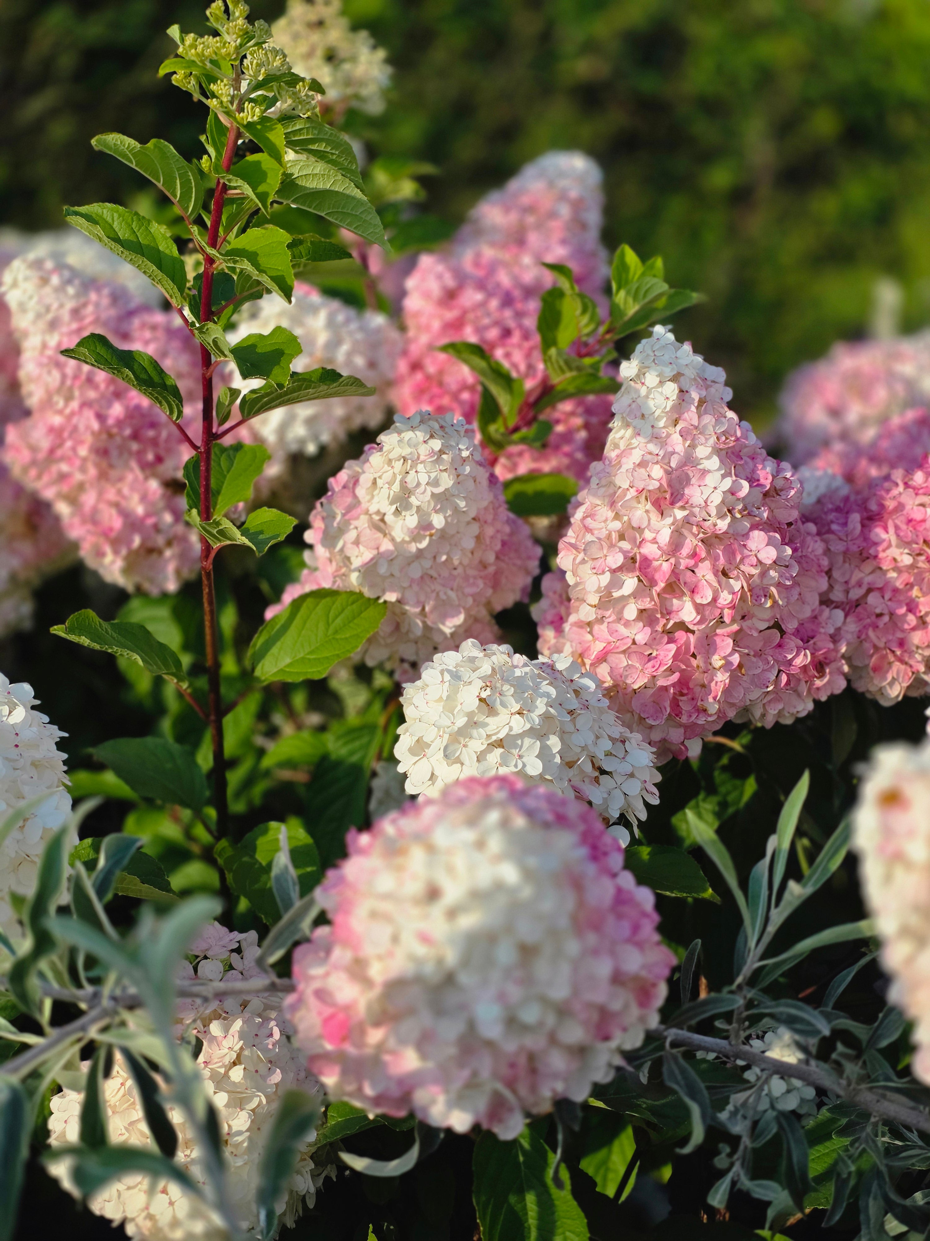 Rispenhortensie 'Pinky Winky' ® - Hydrangea paniculata 'Pinky Winky' ®