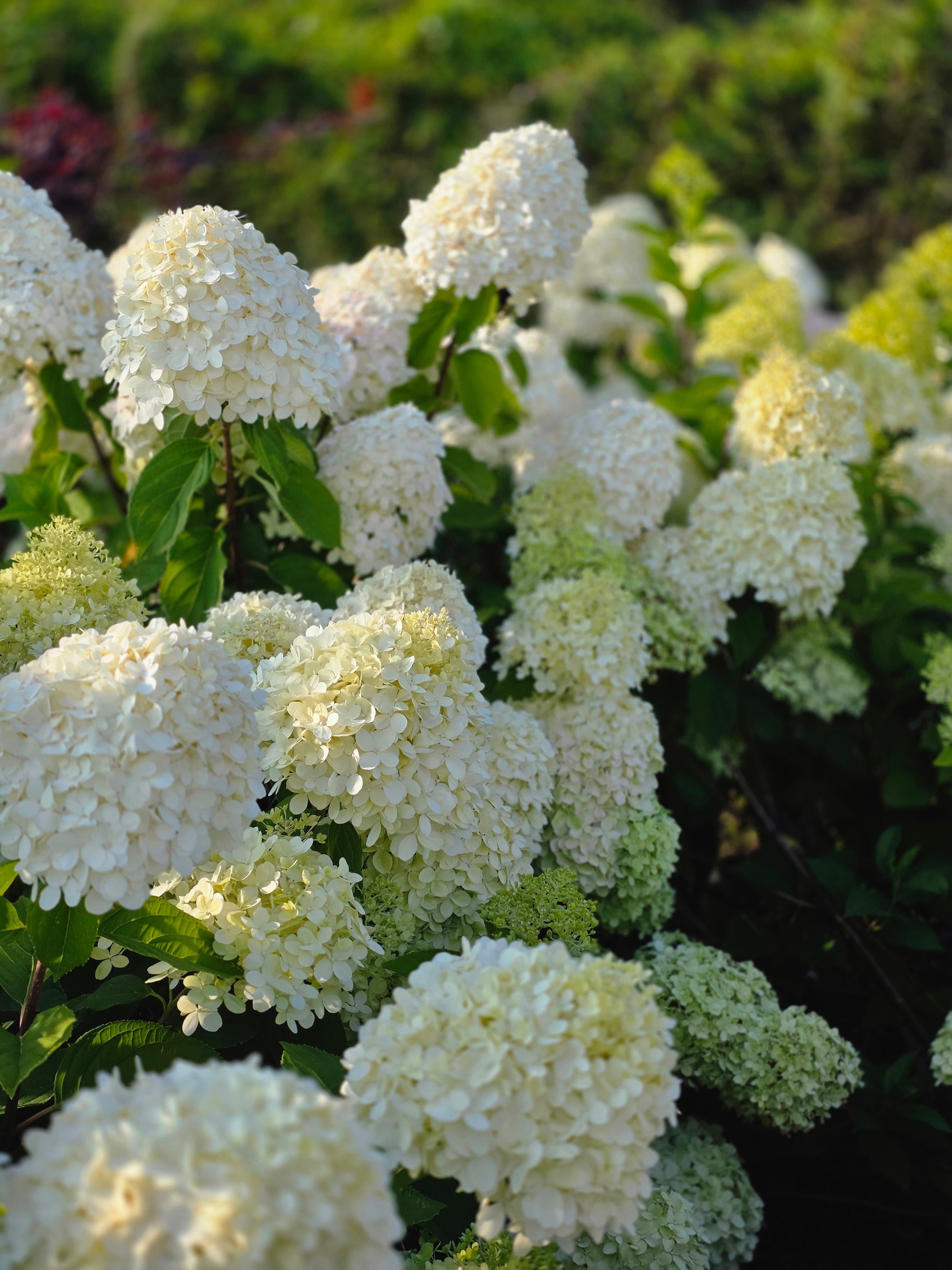 Rispenhortensie 'Limelight' -S- - Hydrangea paniculata 'Limelight' -S-