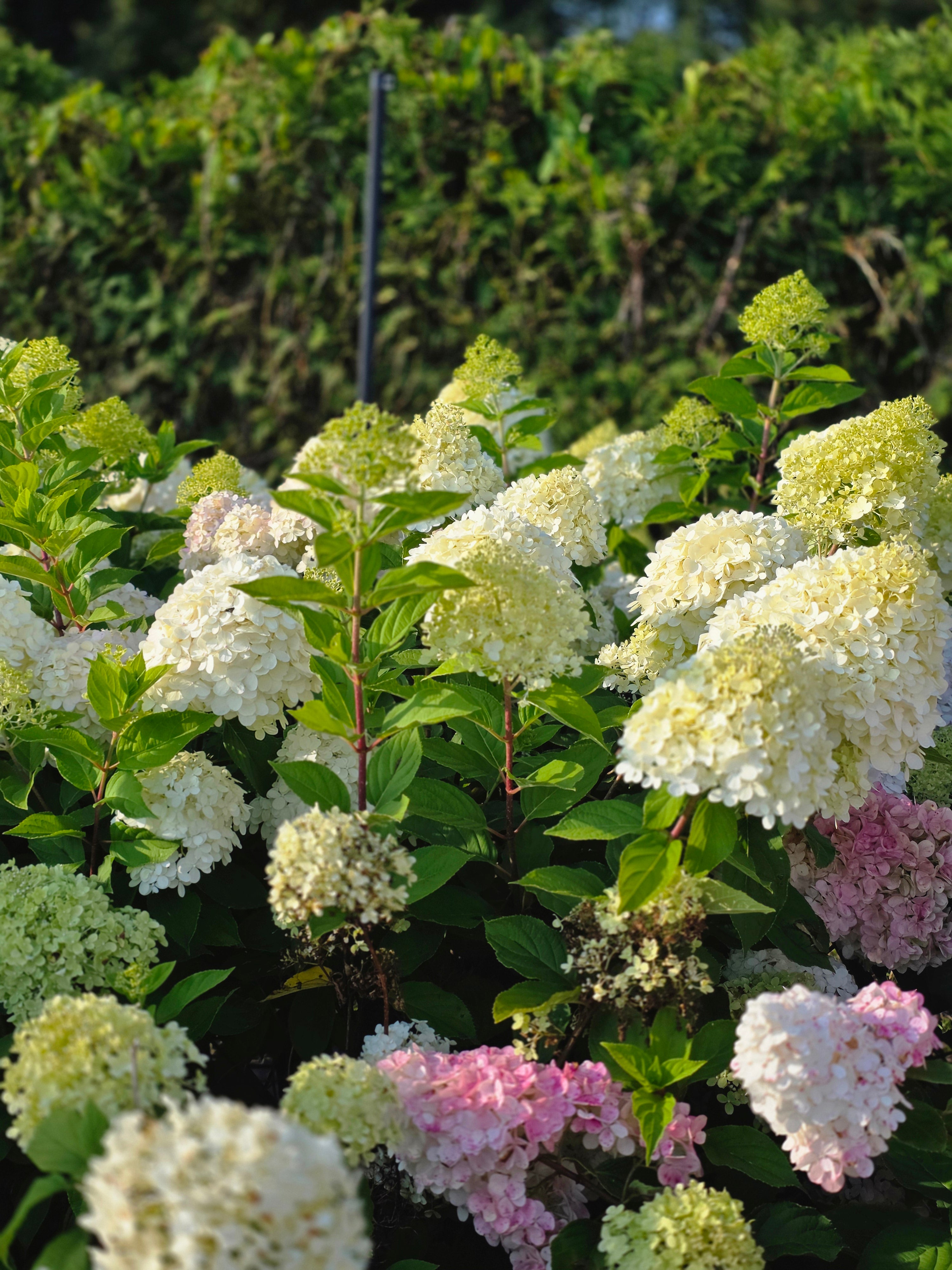 Rispenhortensie 'Limelight' -S- - Hydrangea paniculata 'Limelight' -S-