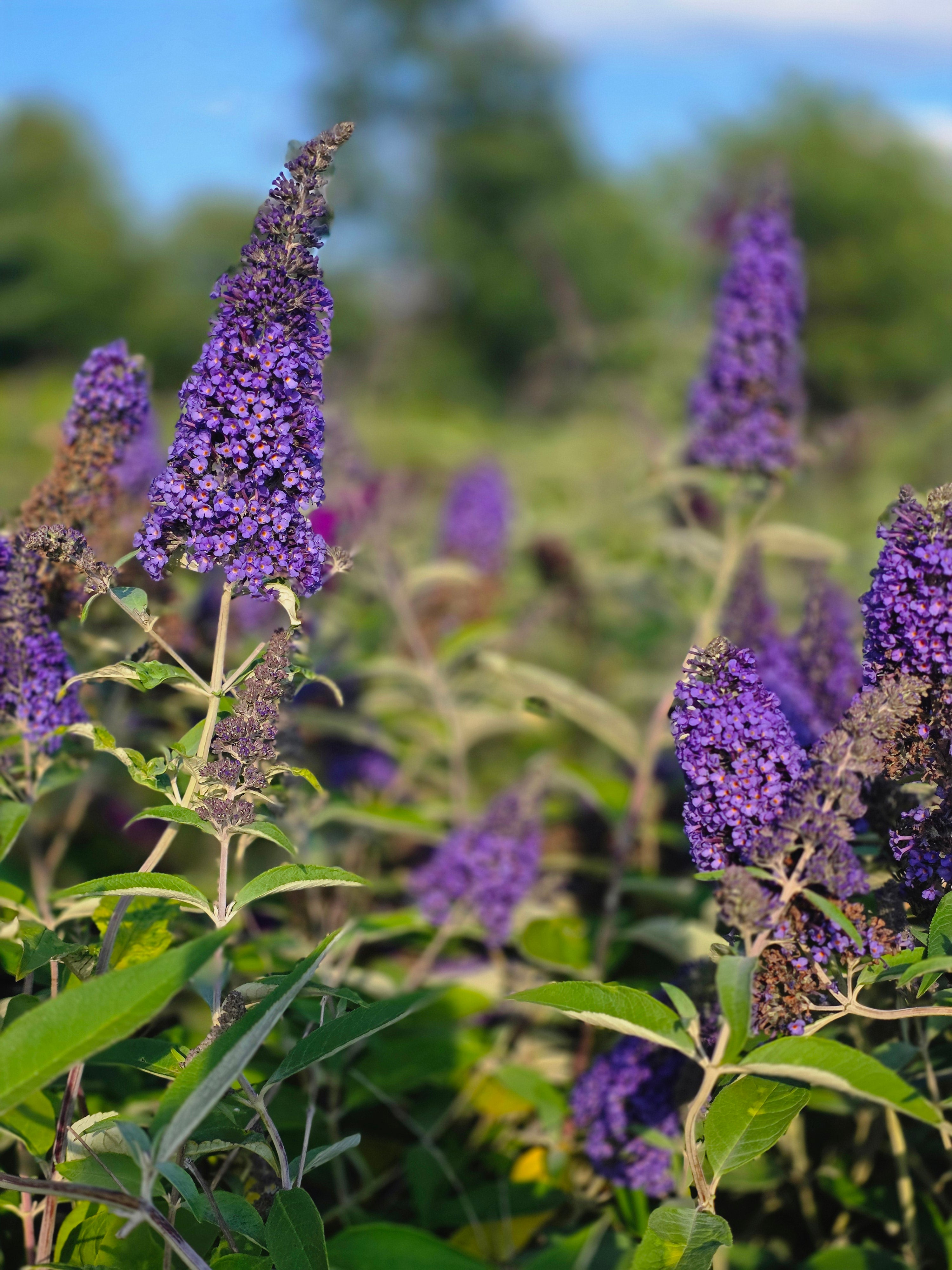 Sommerflieder / Schmetterlingsflieder 'Cardinal' - Buddleja 'Cardinal'