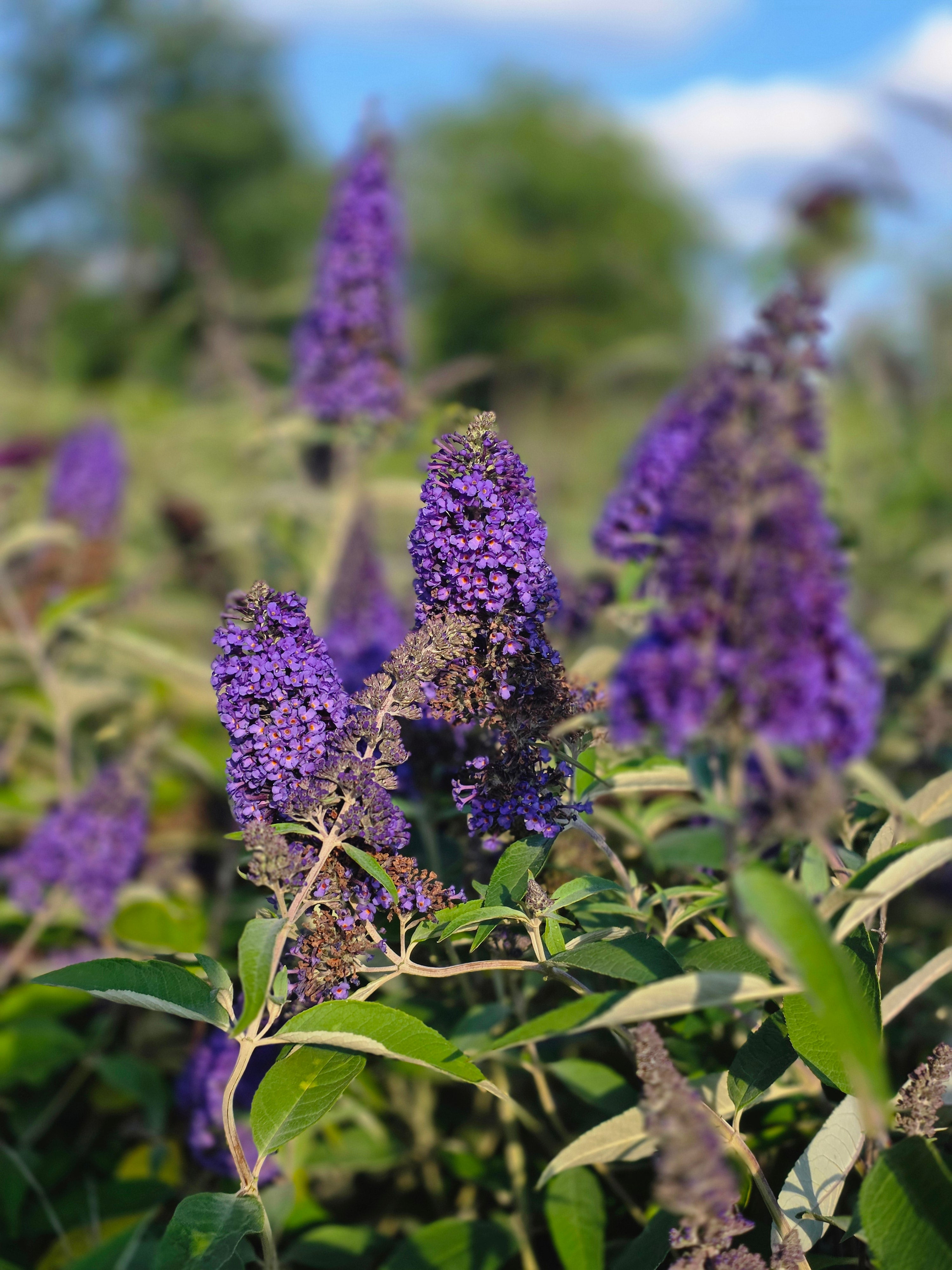 Sommerflieder / Schmetterlingsflieder 'Cardinal' - Buddleja 'Cardinal'