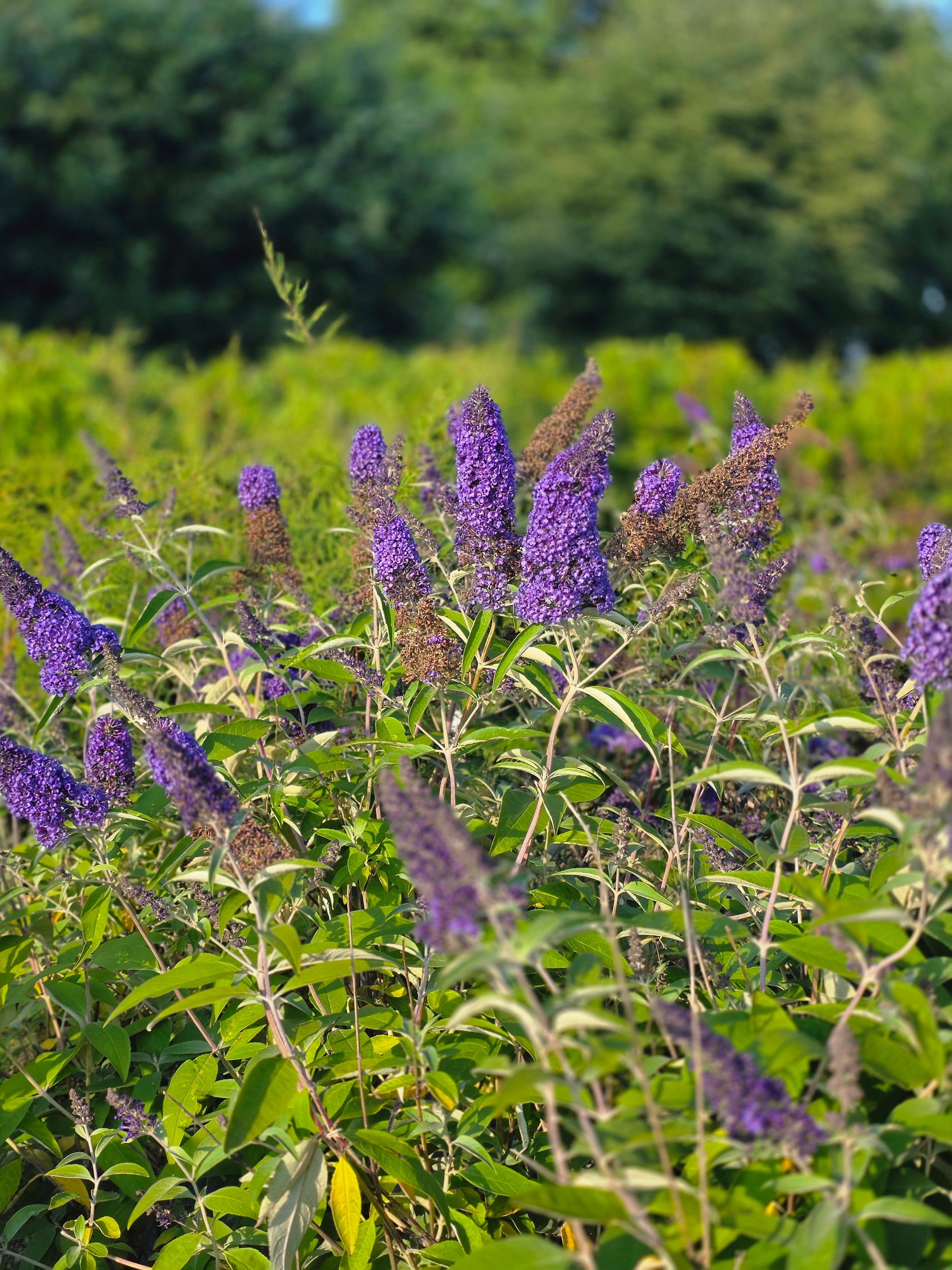 Sommerflieder 'Dart's Papillon Bleu' - Buddleja davidii 'Dart's Papillon Bleu'