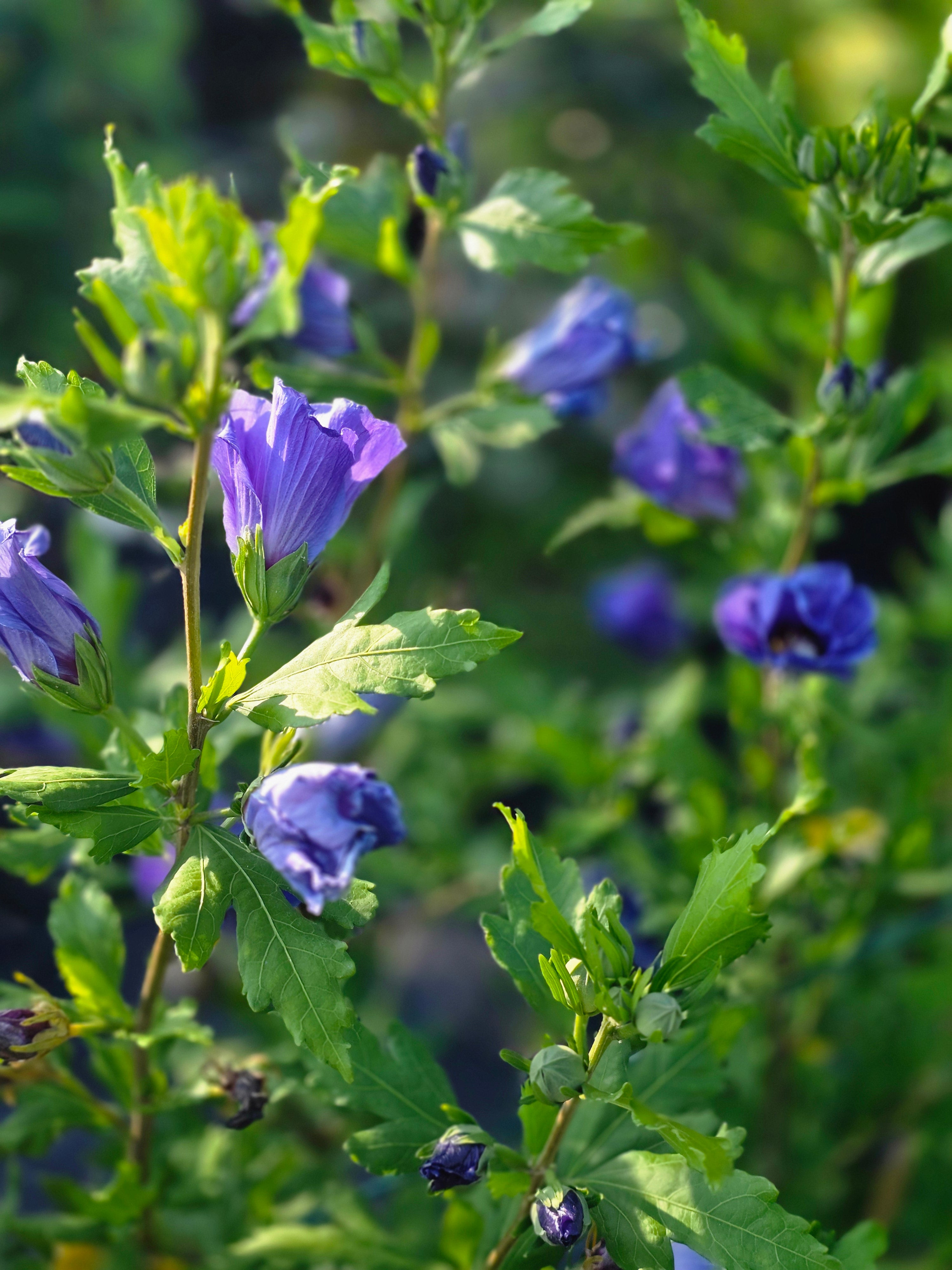 Garteneibisch 'Marina' - Hibiscus syriacus 'Marina'