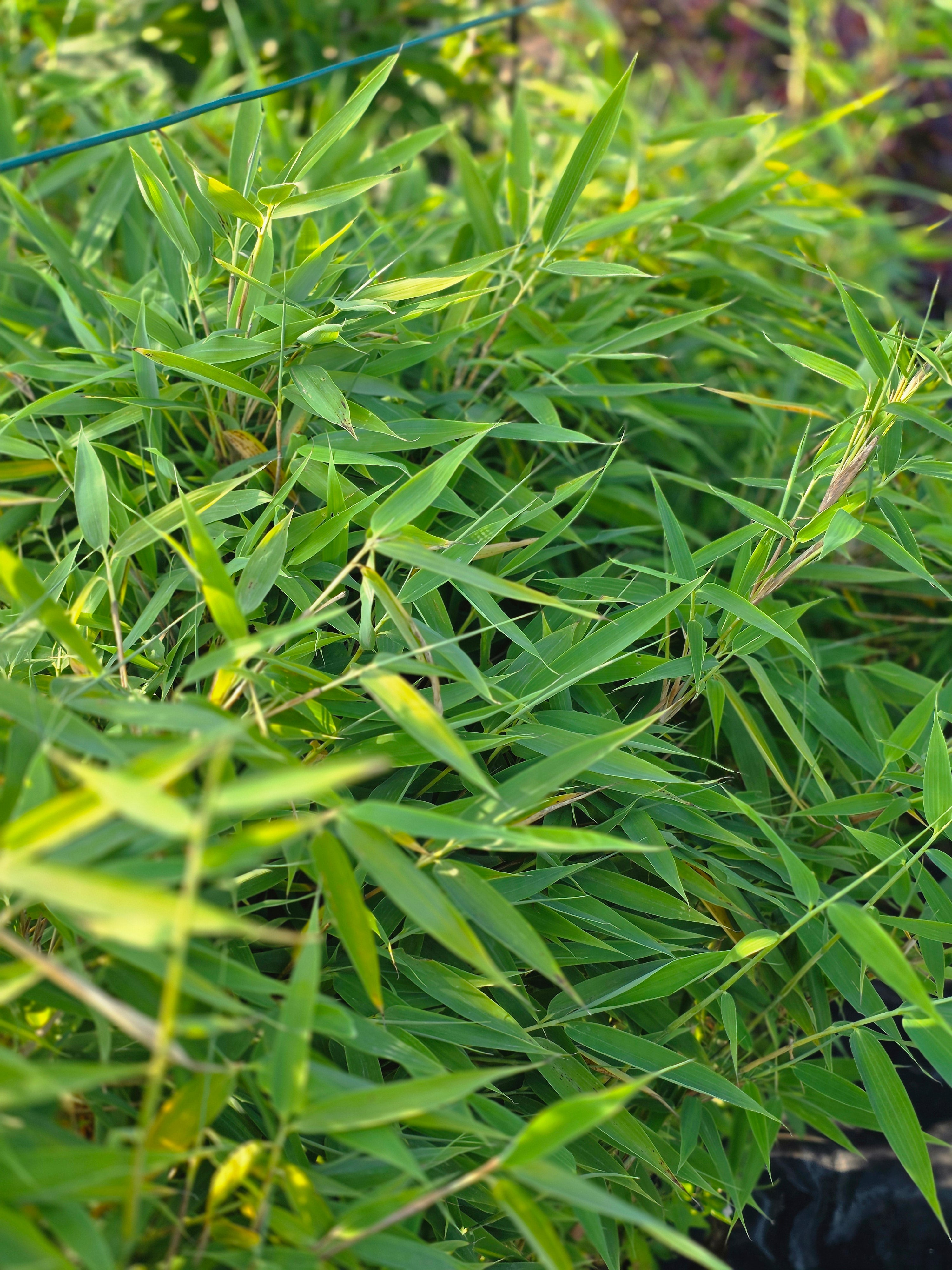 Gartenbambus 'Simba' - Fargesia murieliae 'Simba'