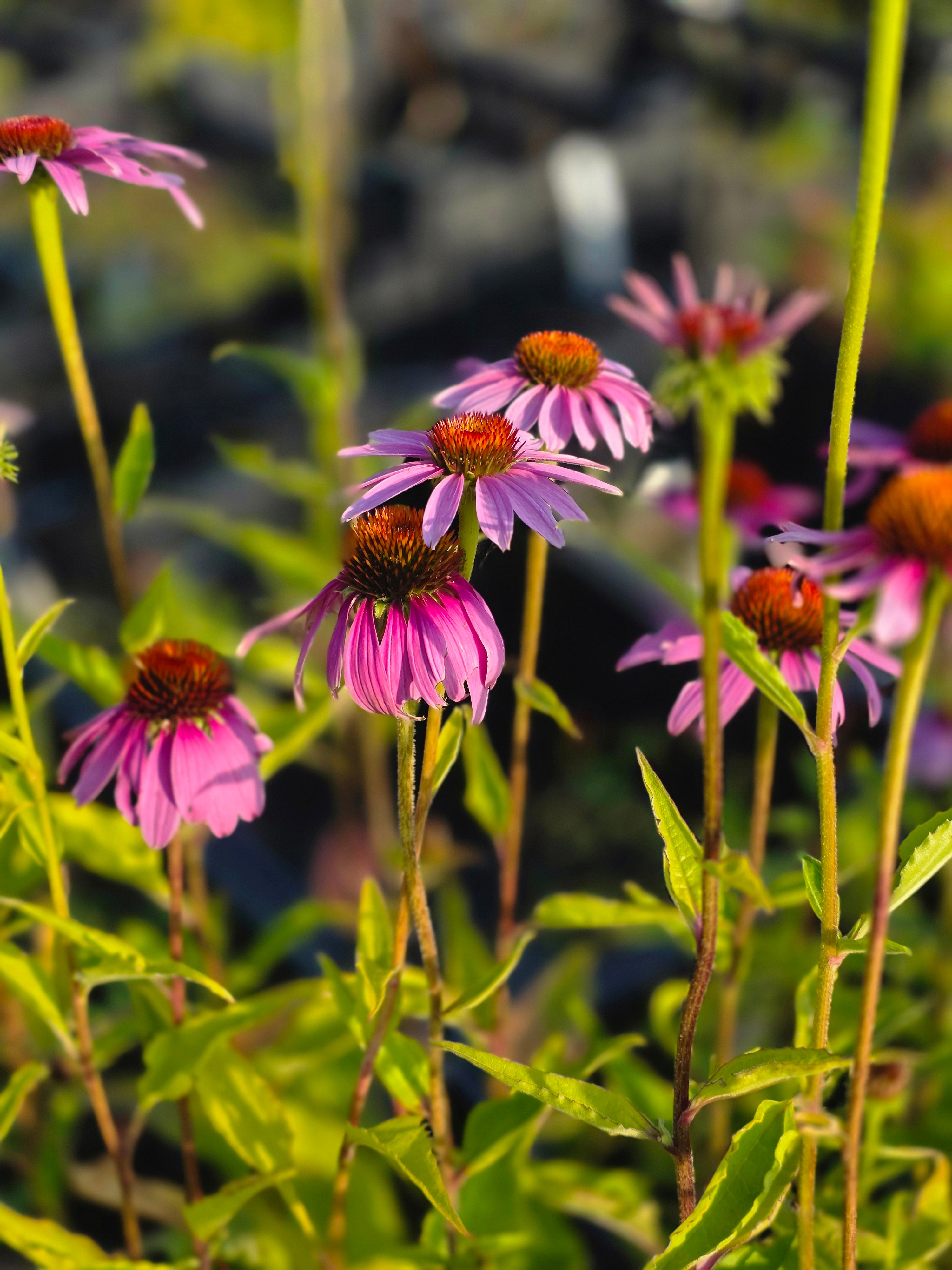 Garten-Scheinsonnenhut Magnus - Echinacea purpurea 'Magnus'