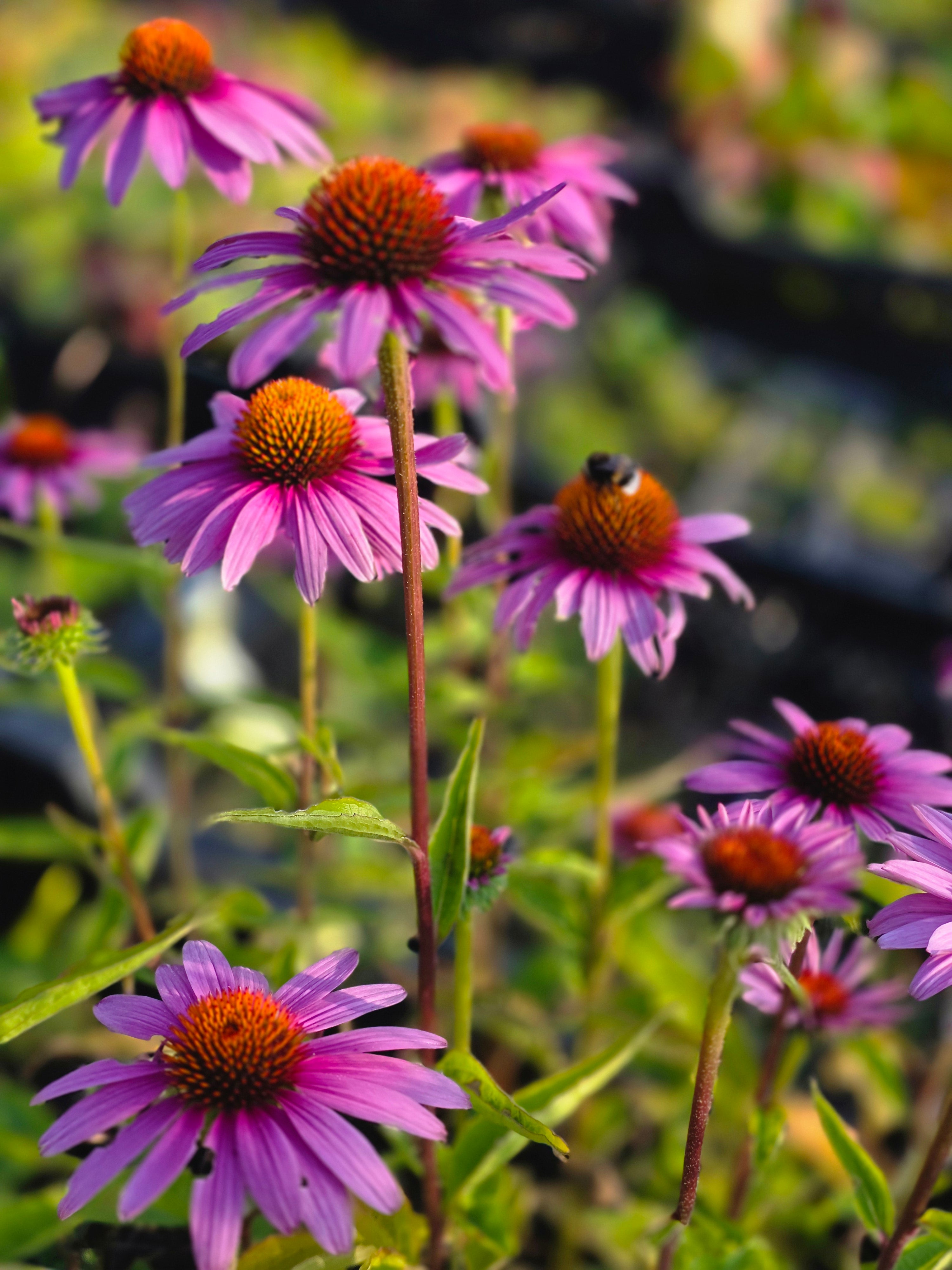 Garten-Scheinsonnenhut Magnus - Echinacea purpurea 'Magnus'