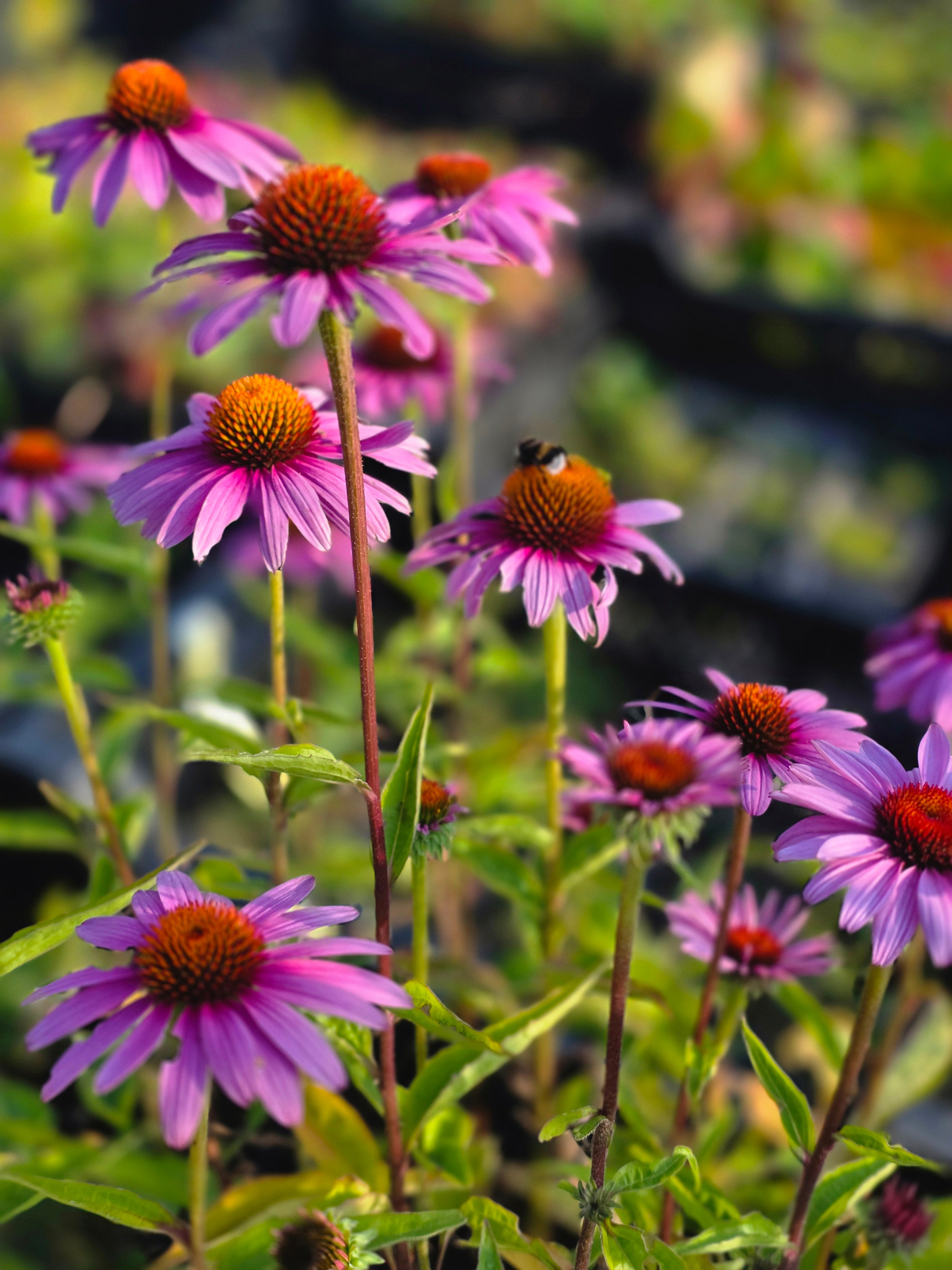 Garten-Scheinsonnenhut Magnus - Echinacea purpurea 'Magnus'