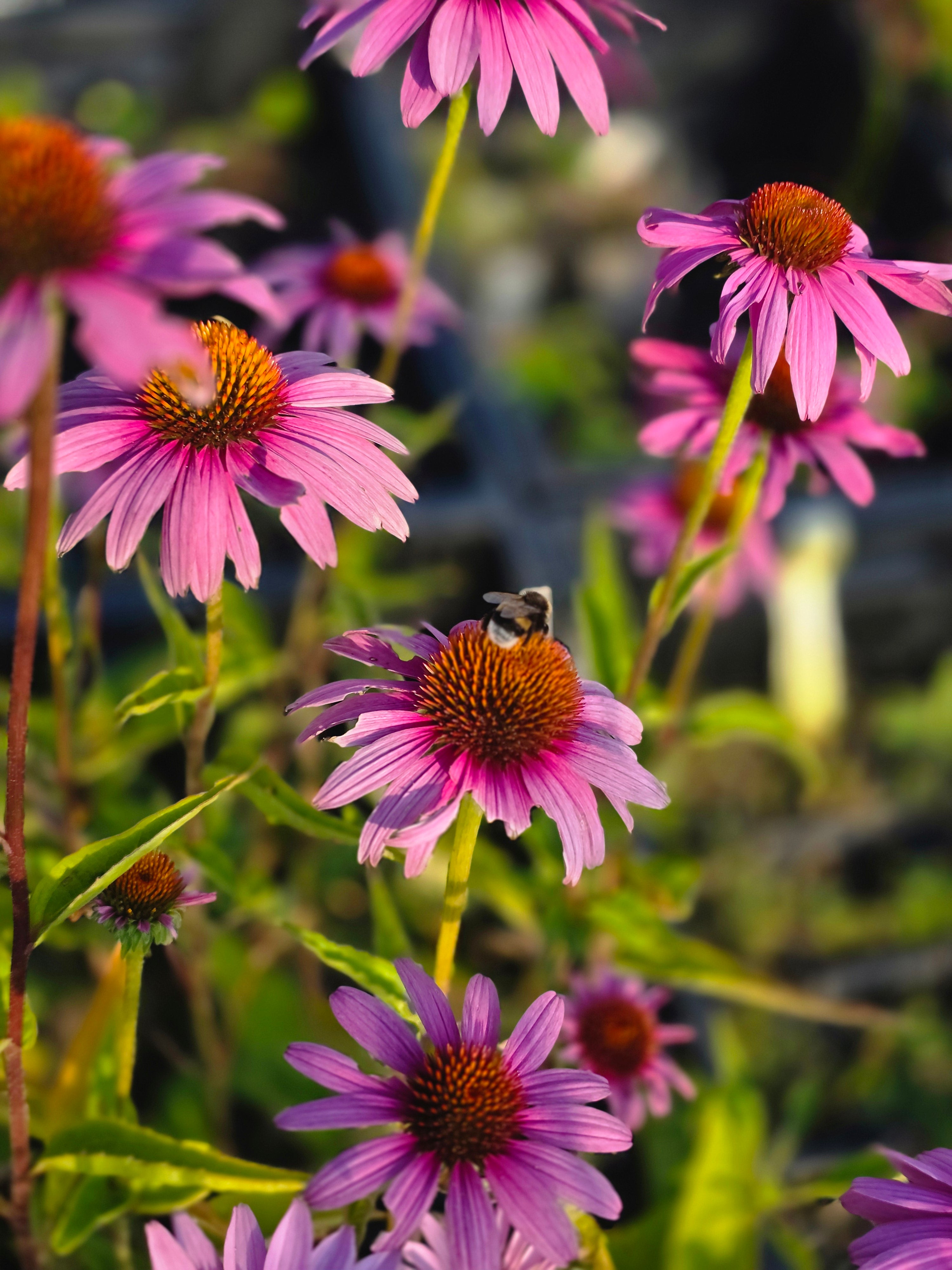 Garten-Scheinsonnenhut Magnus - Echinacea purpurea 'Magnus'