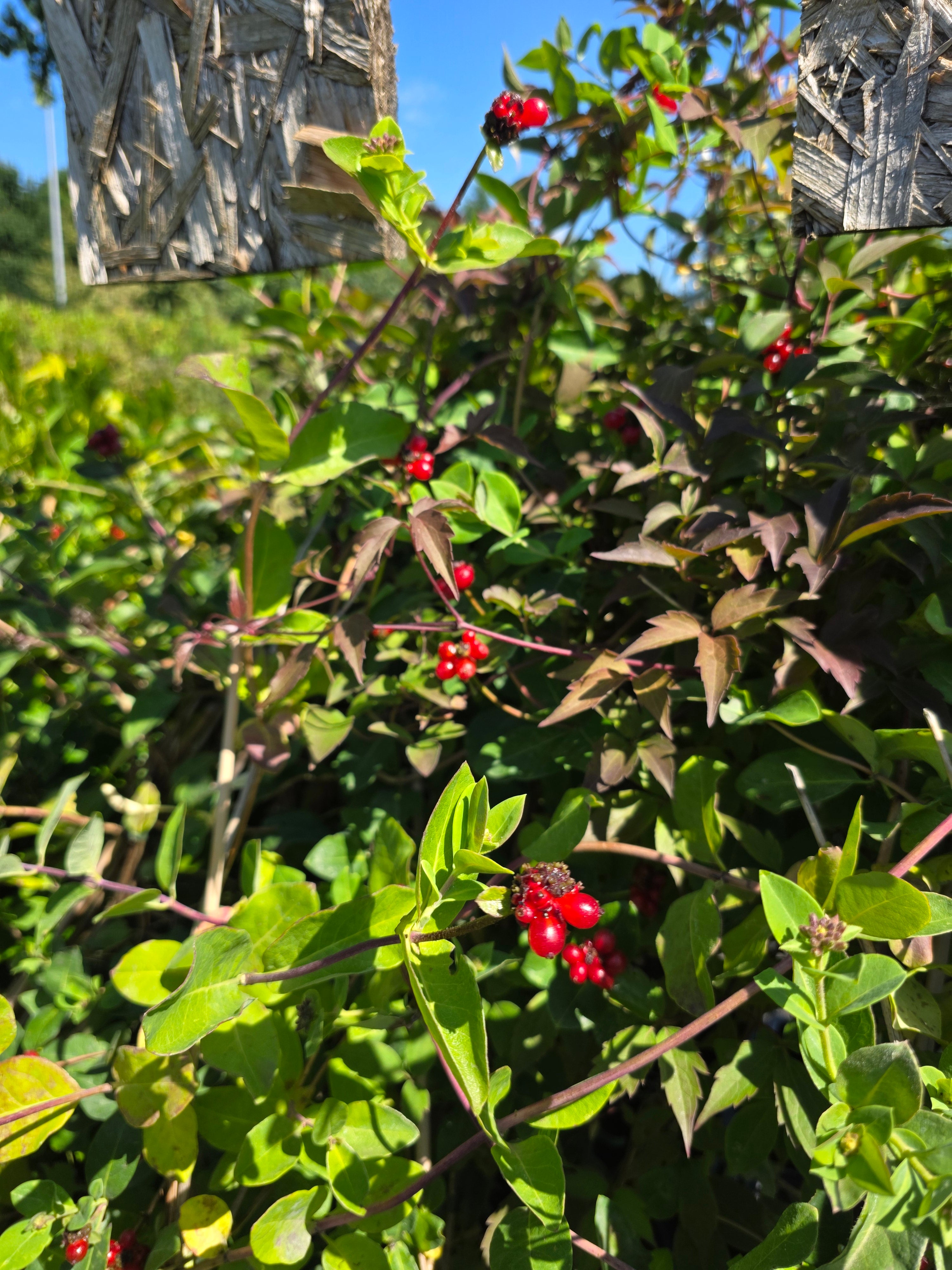 Jelängerjelieber - Lonicera caprifolium