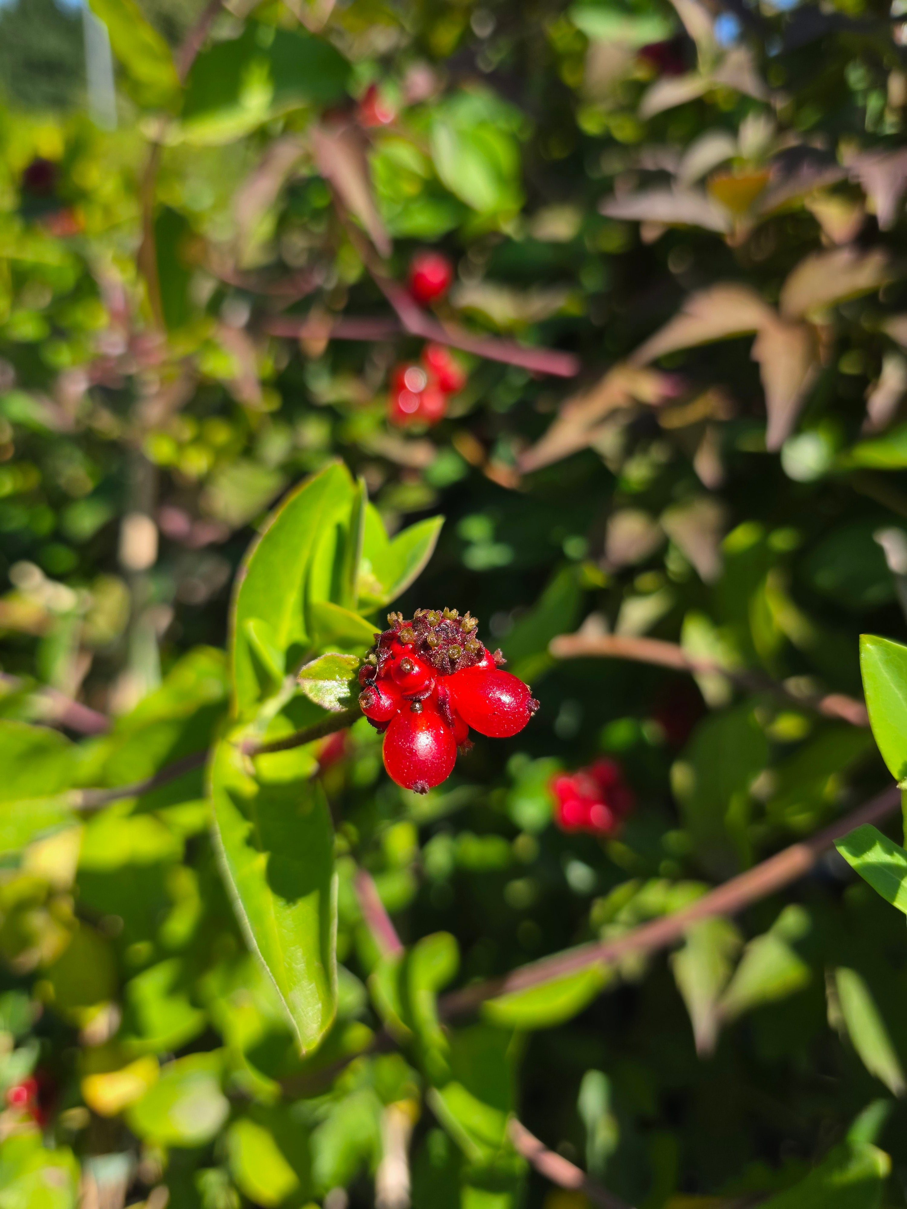 Jelängerjelieber - Lonicera caprifolium