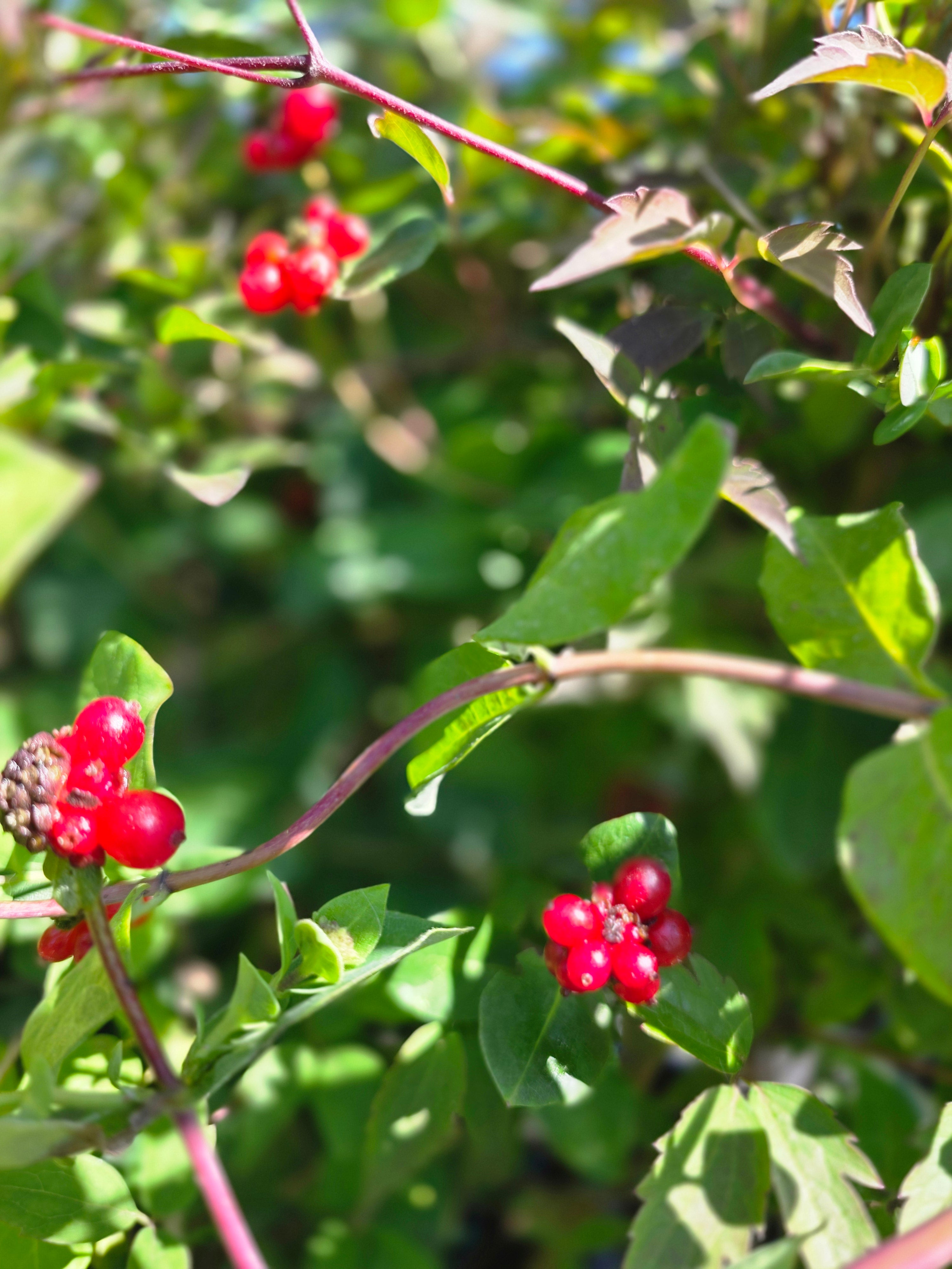 Jelängerjelieber - Lonicera caprifolium